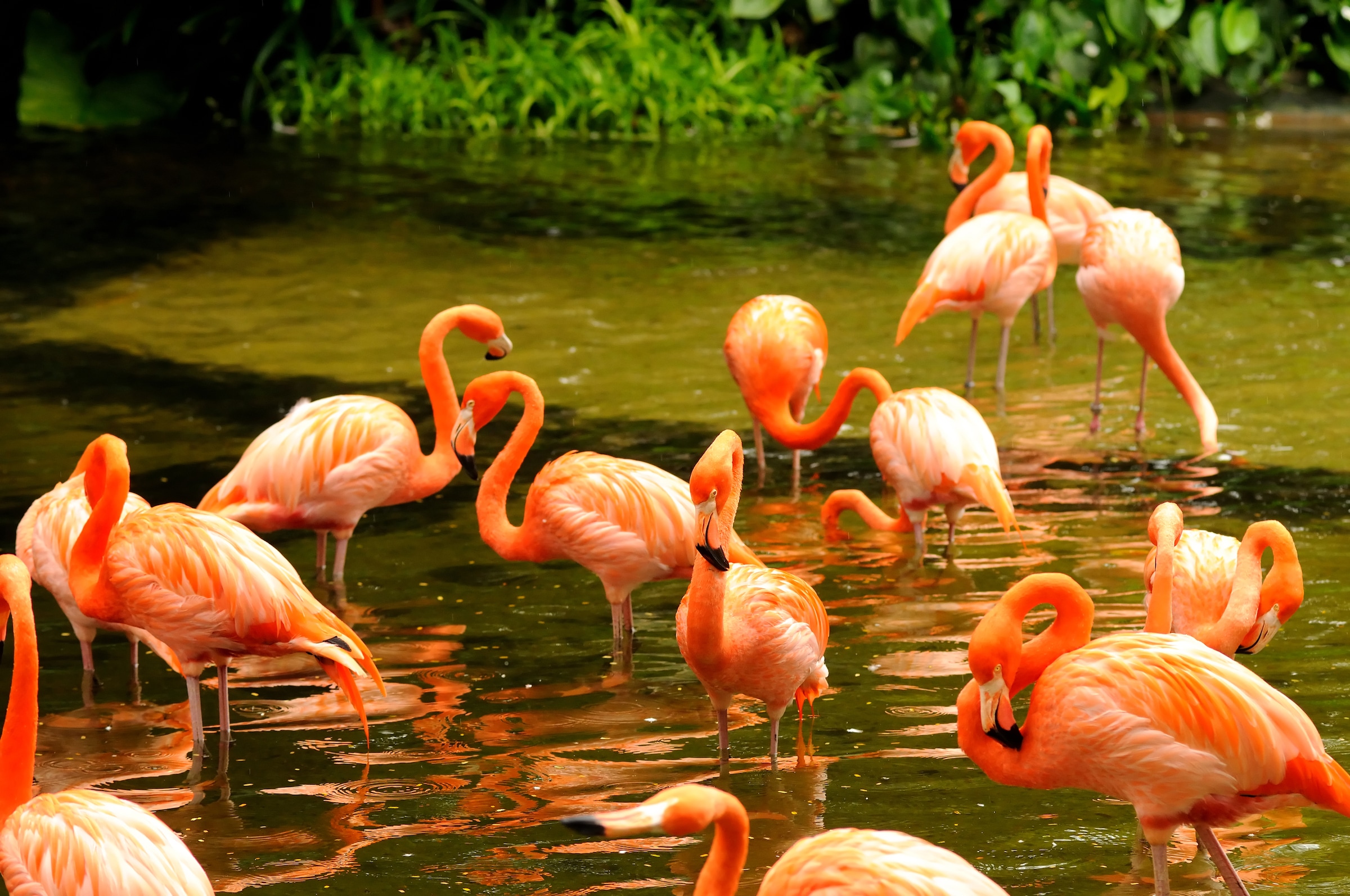 Image of Papermoon Fototapete "Pink Flamingos" glatt