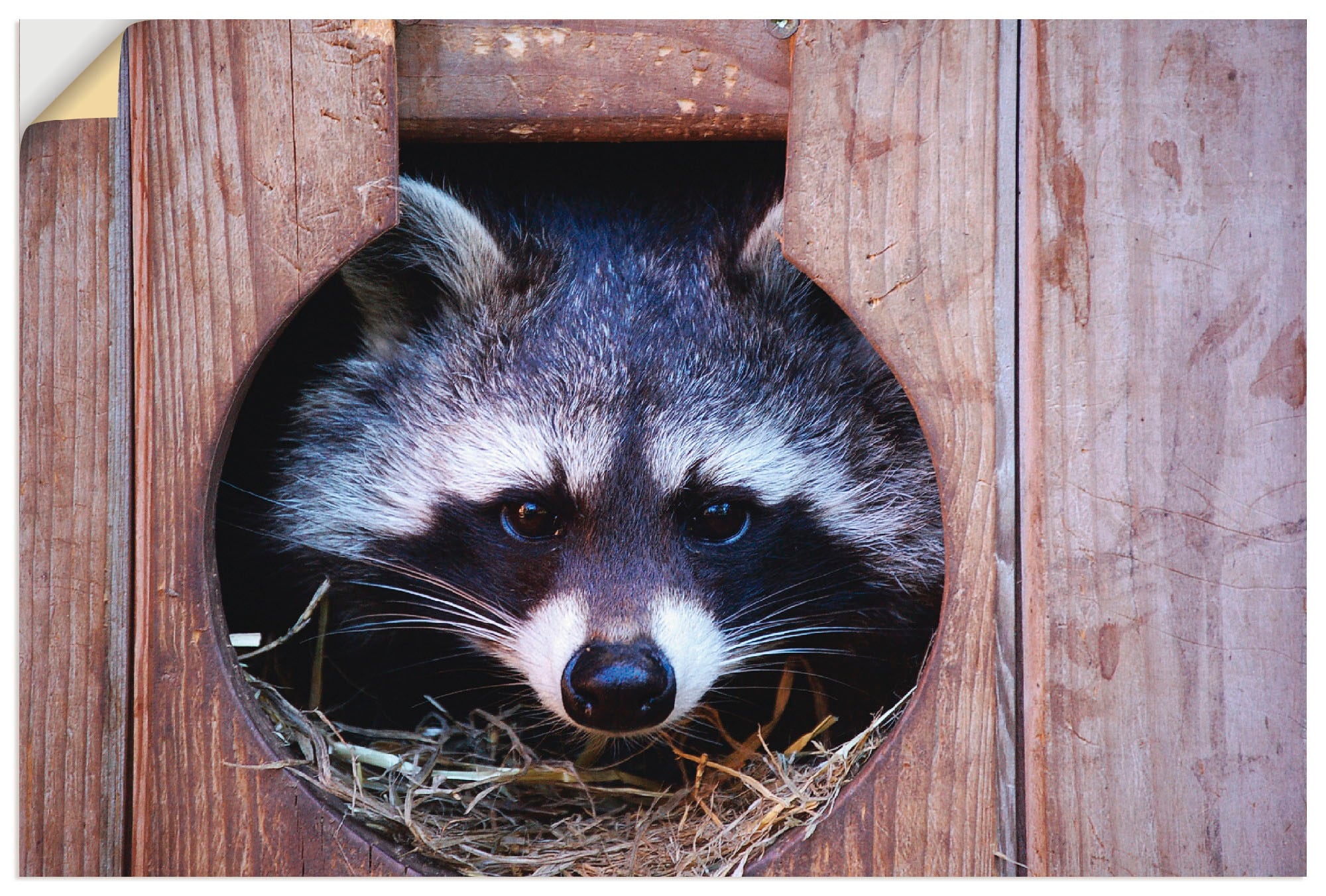 Wandbild »Niedlicher kleiner Waschbär«, Wildtiere, (1 St.), als Leinwandbild,...