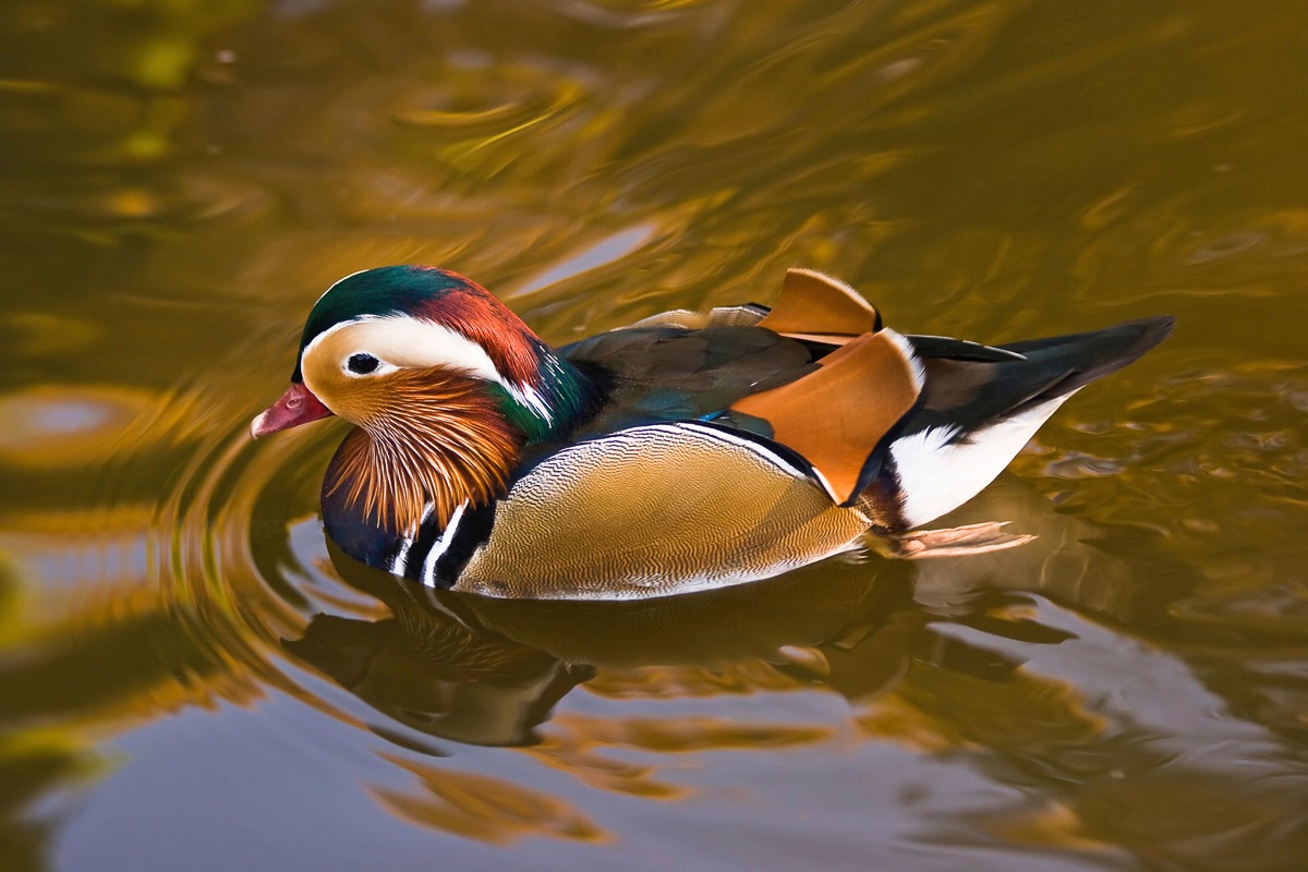 Image of Papermoon Fototapete »Ente«, Vliestapete, hochwertiger Digitaldruck, inklusive Kleister bei Ackermann Versand Schweiz