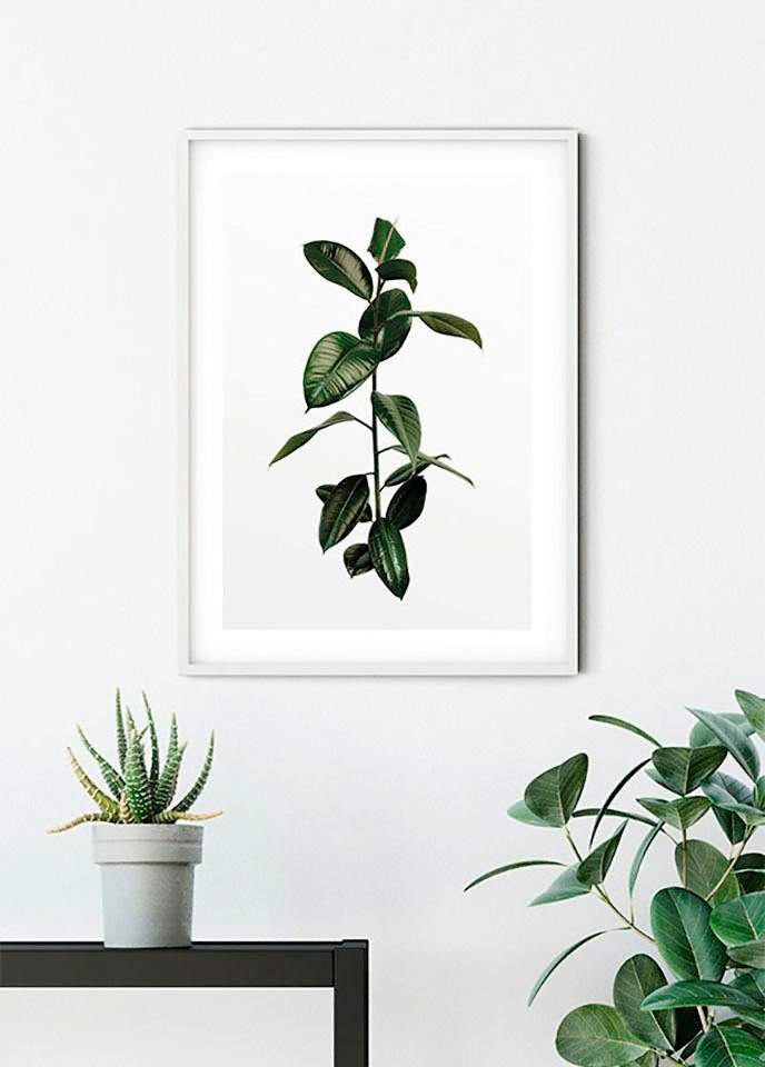 Komar Poster »Ficus Branch«, Pflanzen, (1 St.), Kinderzimmer, Schlafzimmer, Wohnzimmer
