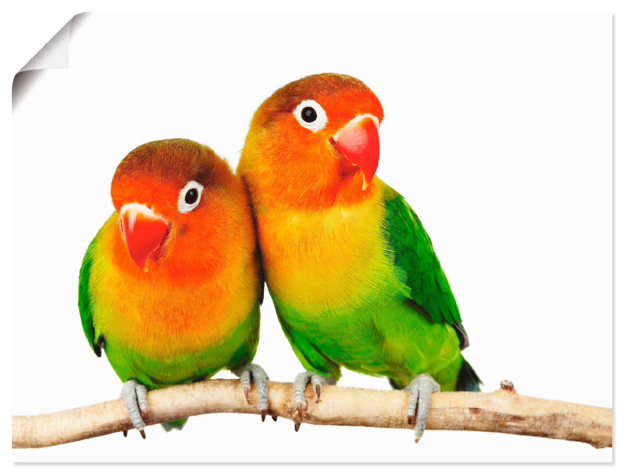 Image of Artland Wandbild "Paar von Grauköpfchen - Papageien" Vögel 1 Stk. tlg. als Leinwandbild, Poster in verschied. Grössen