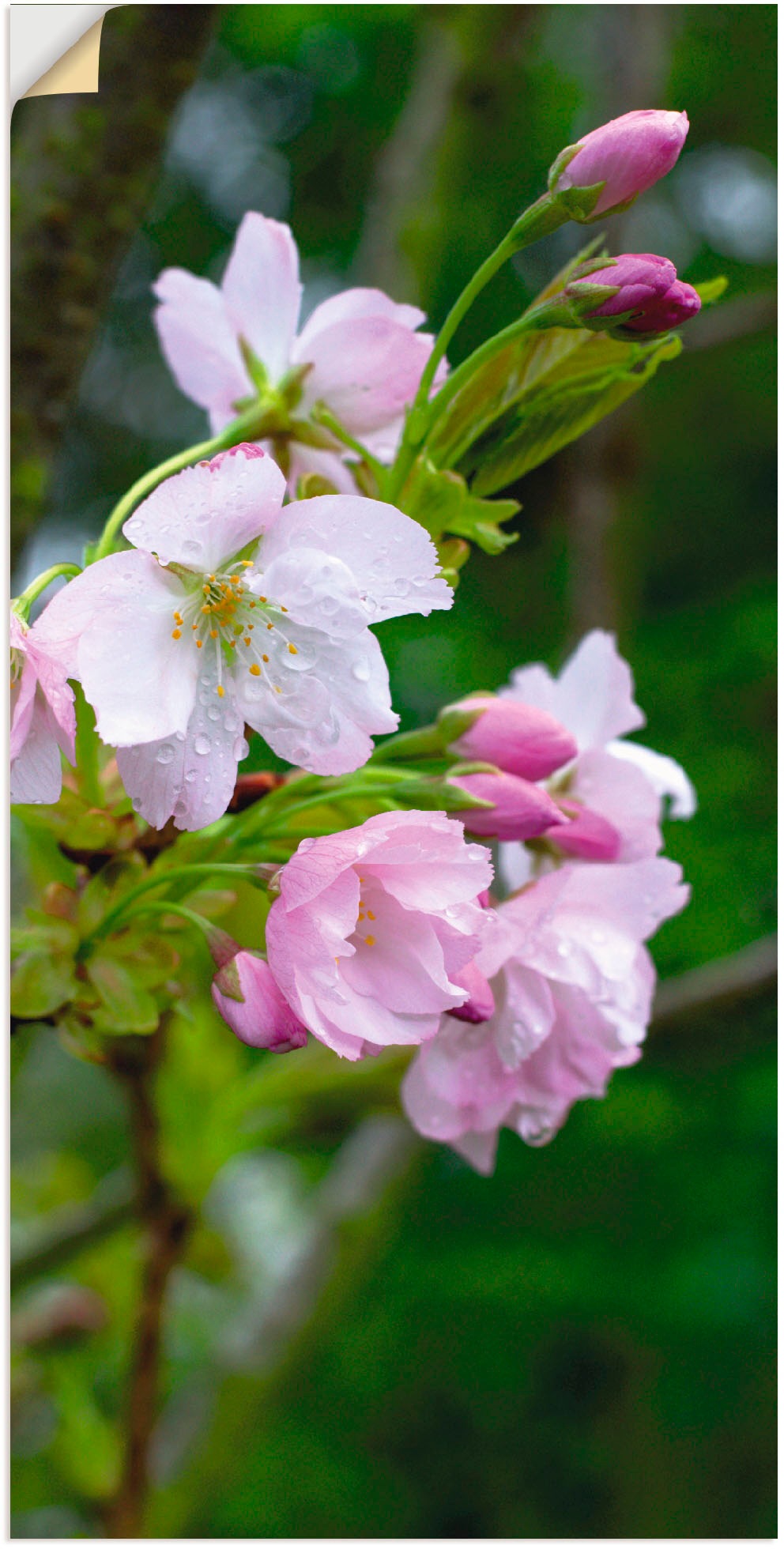 Image of Artland Wandbild »Zweig einer blühenden Zierkirsche«, Bäume, (1 St.), in vielen Grössen & Produktarten - Alubild / Outdoorbild für den Aussenbereich, Leinwandbild, Poster, Wandaufkleber / Wandtattoo auch für Badezimmer geeignet bei Ackermann Versand Schwe