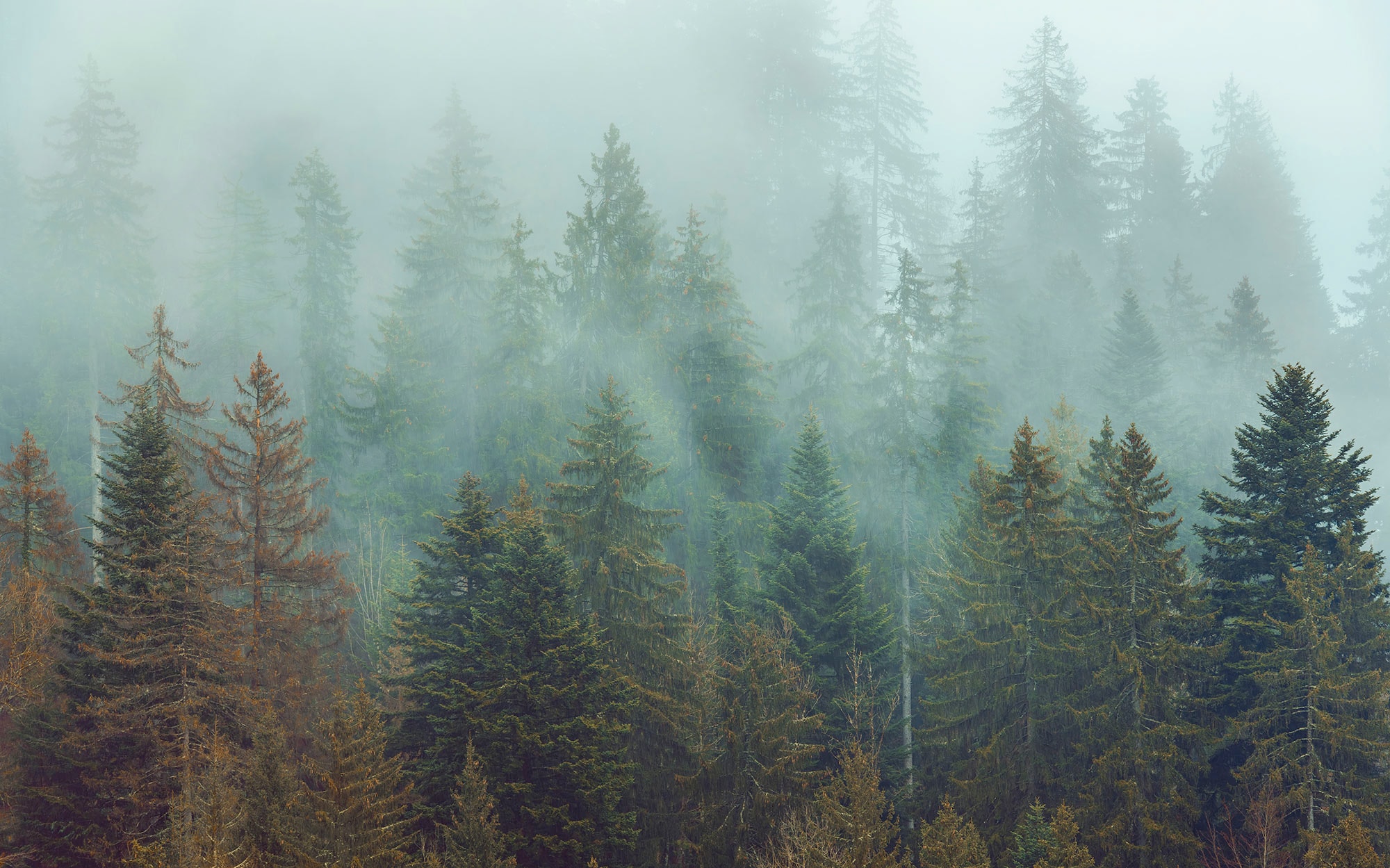 Komar Fototapete »Vlies Fototapete - Foggy Firs - Grösse 400 x 250 cm« Motiv | bedruckt glatt