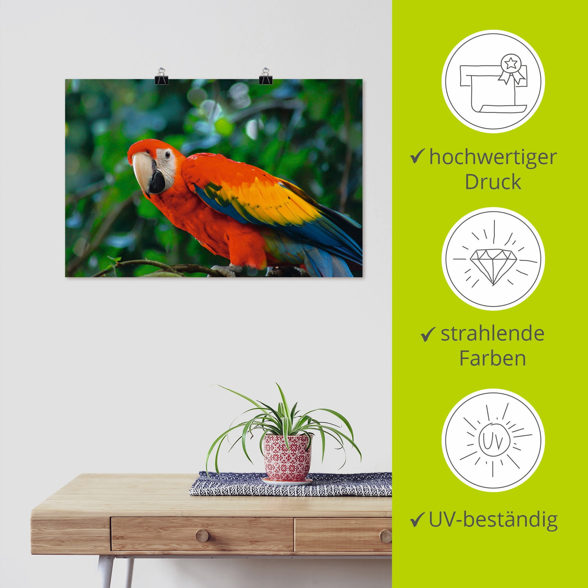 Artland Poster »Roter Ara«, Vögel, (1 St.), als Alubild, Leinwandbild, Wandaufkleber oder Poster in versch. Grössen