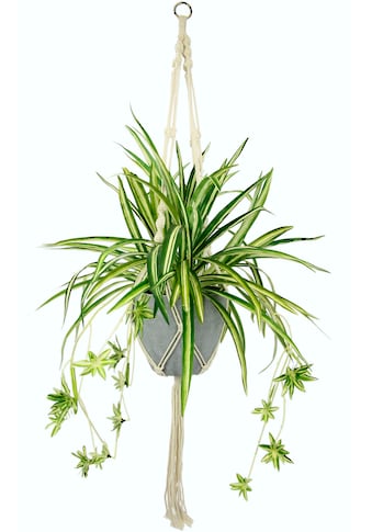 I.GE.A. Künstliche Zimmerpflanze »Wasserlilie«, (1 St.), im Kunststofftopf, mit... kaufen