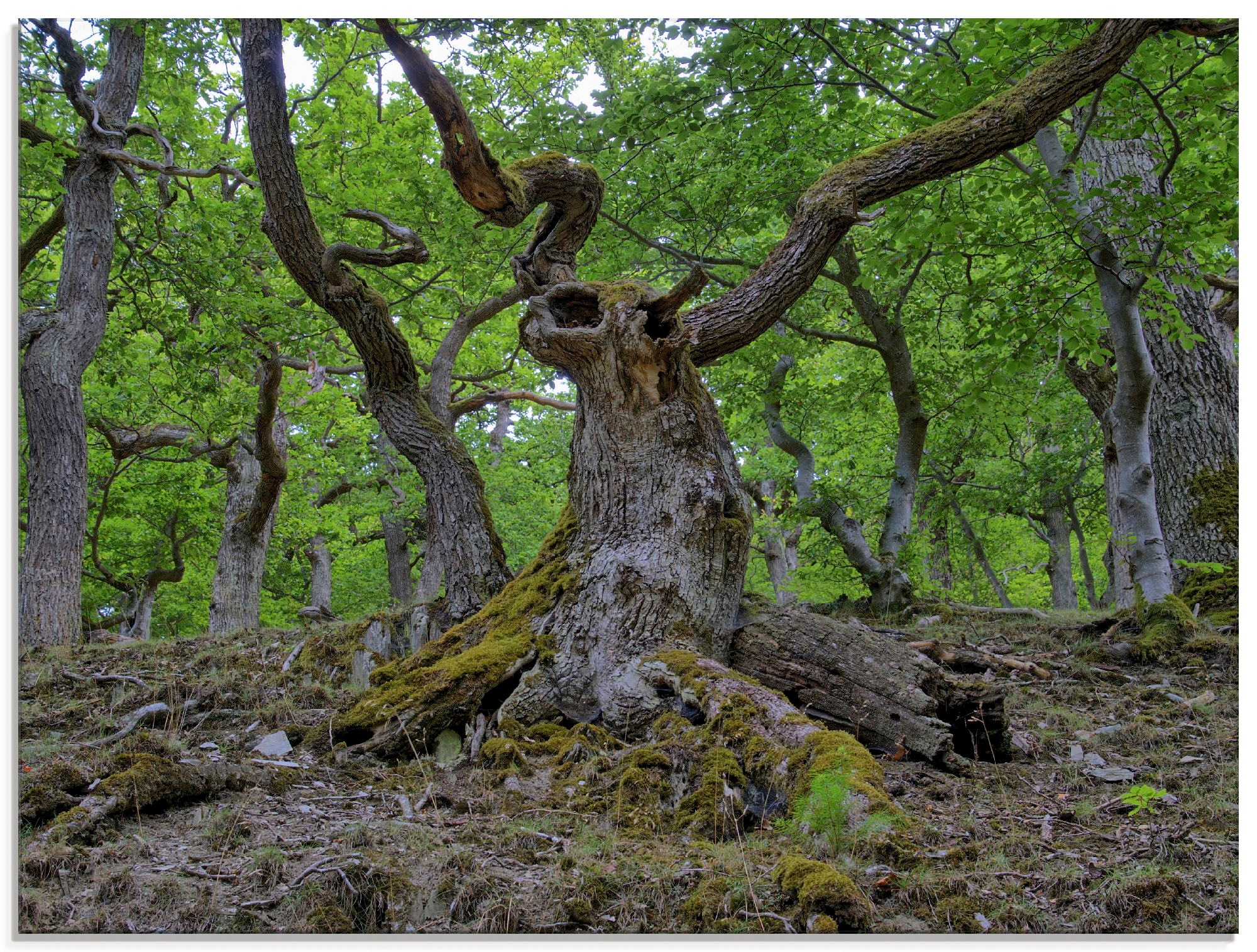 Image of Artland Glasbild »Eichen wie ein Märchenwald«, Wald, (1 St.) bei Ackermann Versand Schweiz