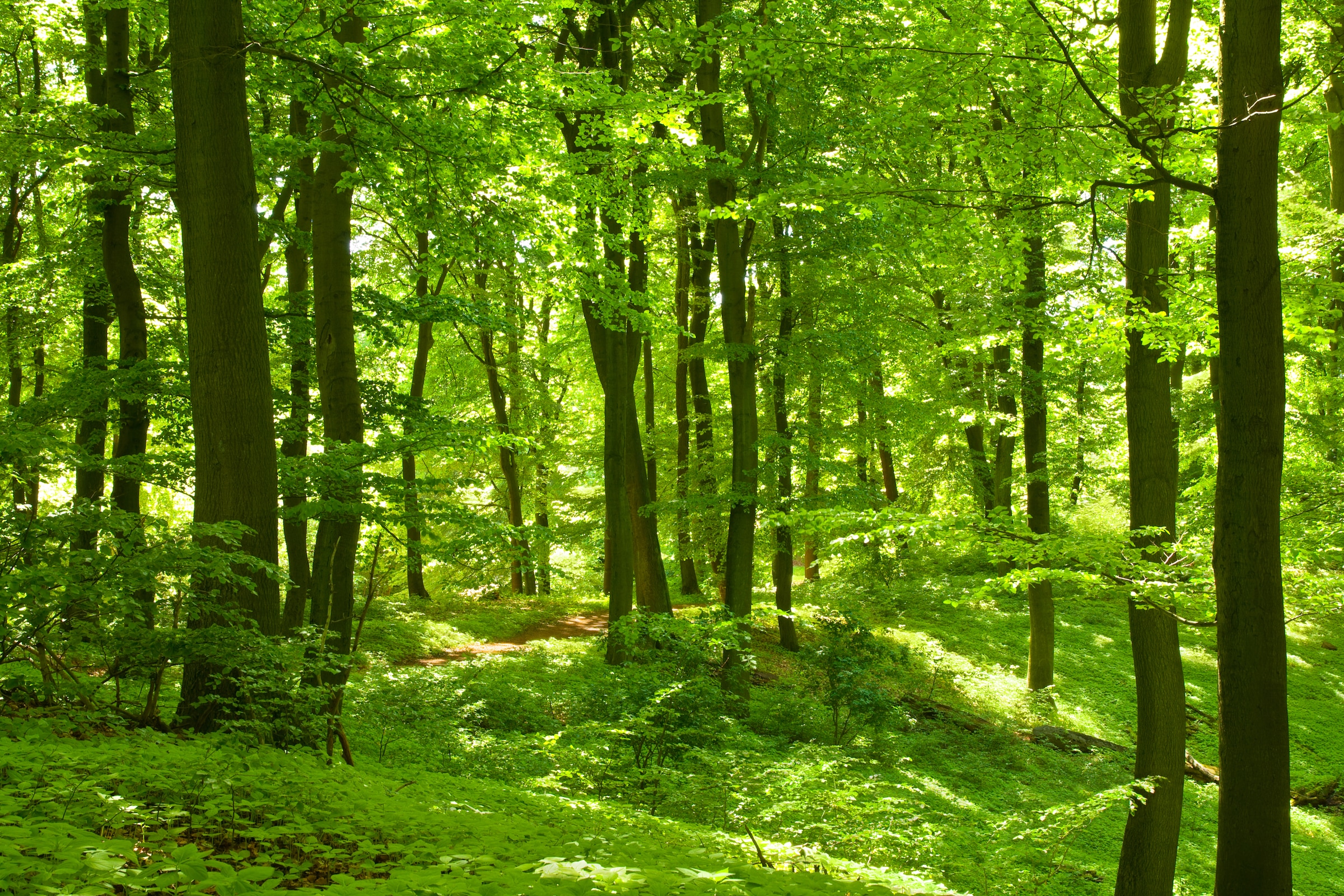 Image of Papermoon Fototapete "German Beech Forest" glatt