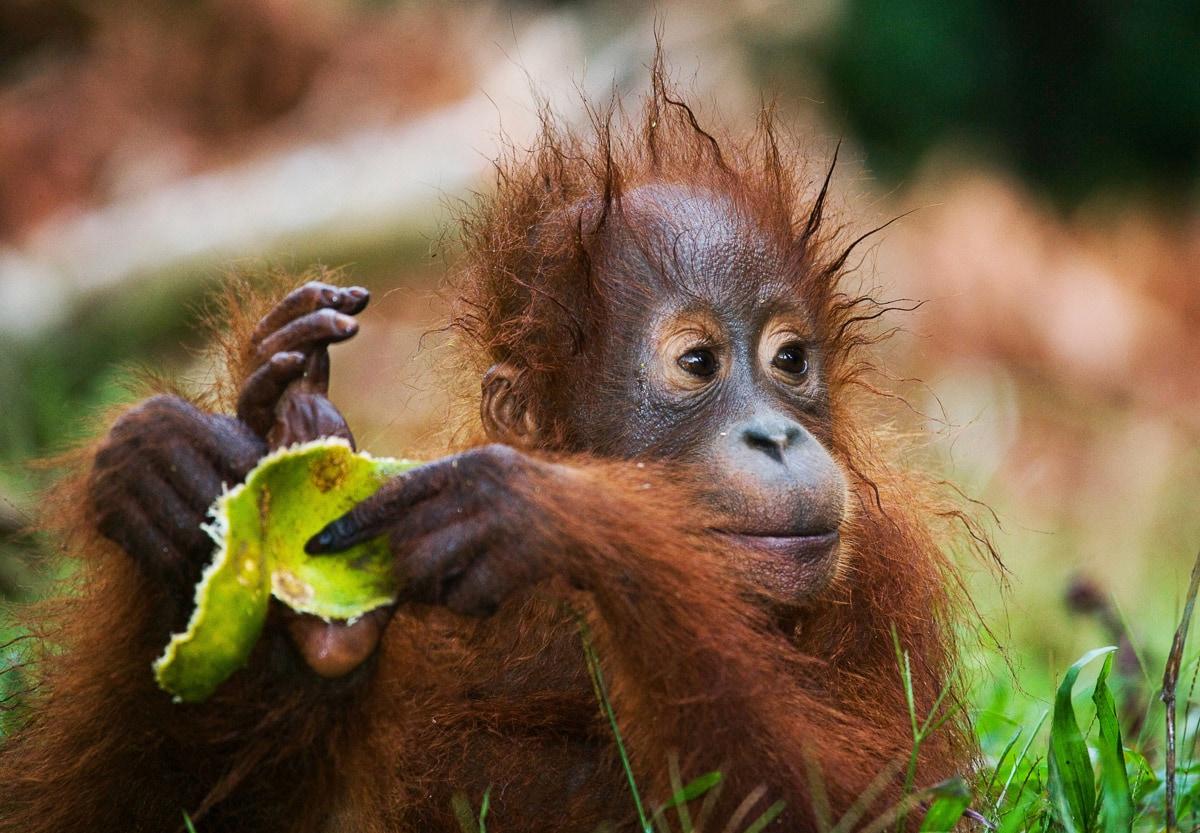 Image of Papermoon Fototapete "Baby Orang-Utan-Porträt"