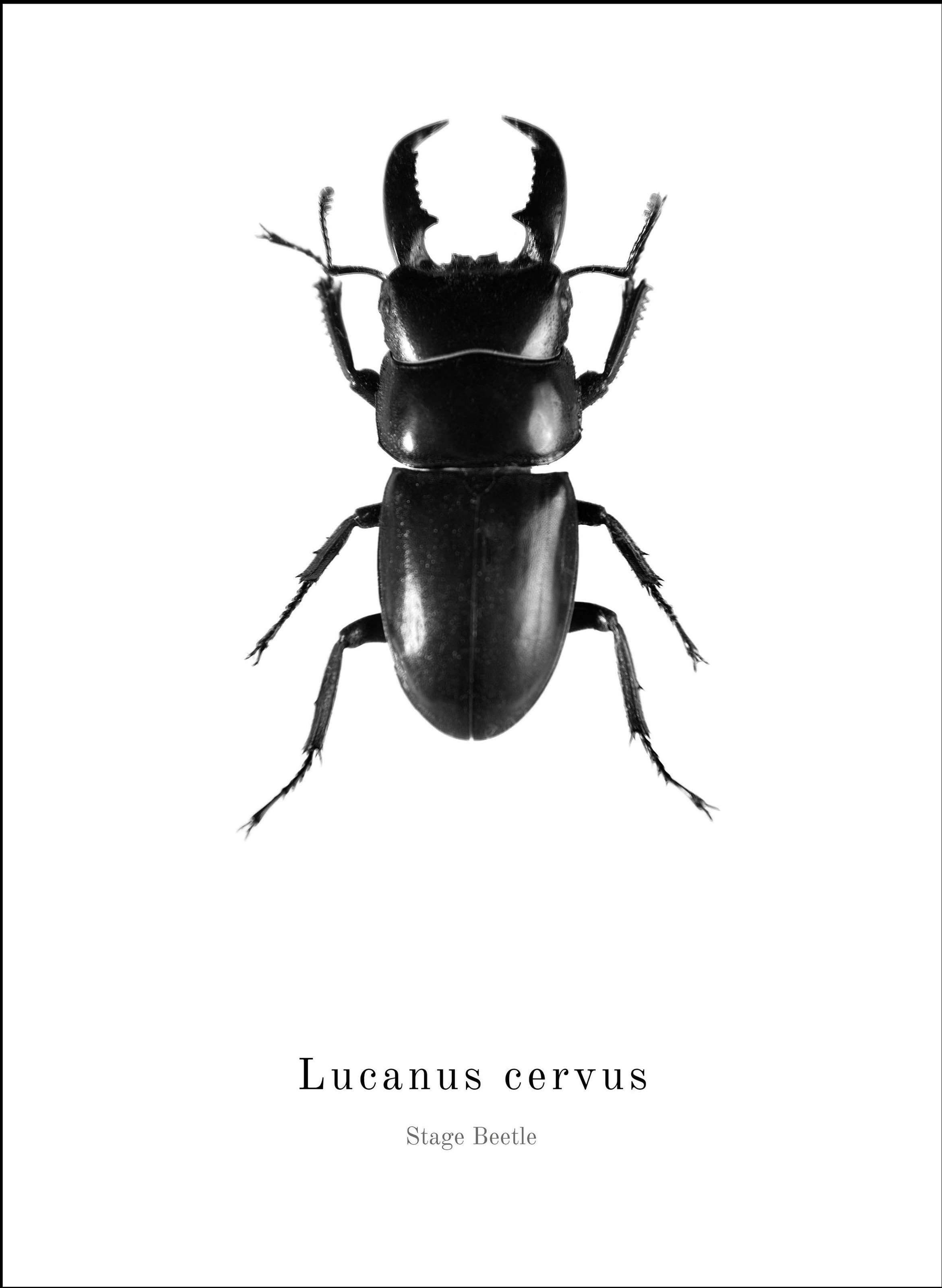 Image of Spiegelprofi GmbH Bild »Käfer«, mit Rahmen bei Ackermann Versand Schweiz