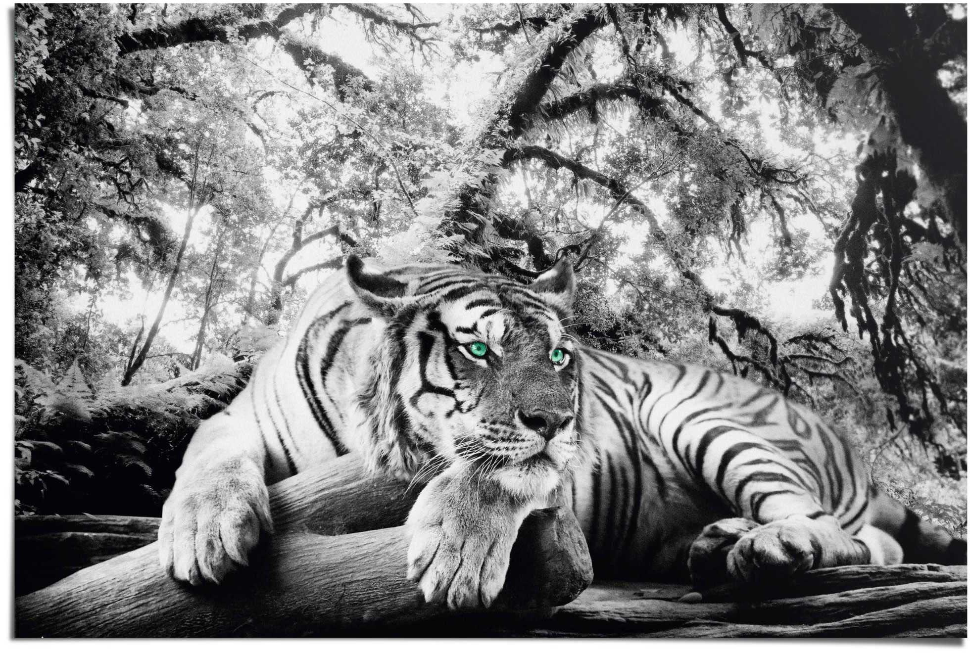 Image of Reinders Poster "Tigerblick" 1 Stk. tlg.