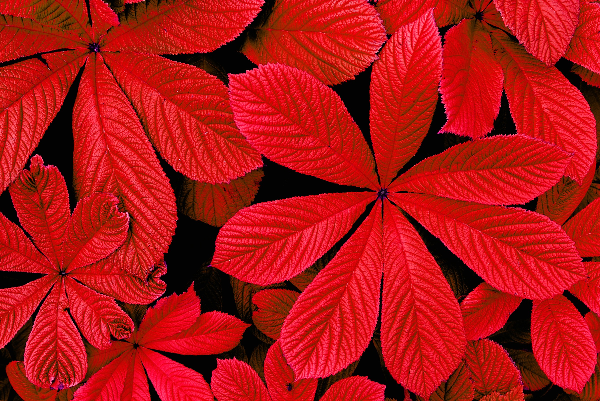 Image of Papermoon Fototapete »ROTE HERBST-BLÄTTER-BLUME DEKOR MUSTER PFLANZE ORCHIDEE«, Vliestapete, hochwertiger Digitaldruck, inklusive Kleister bei Ackermann Versand Schweiz