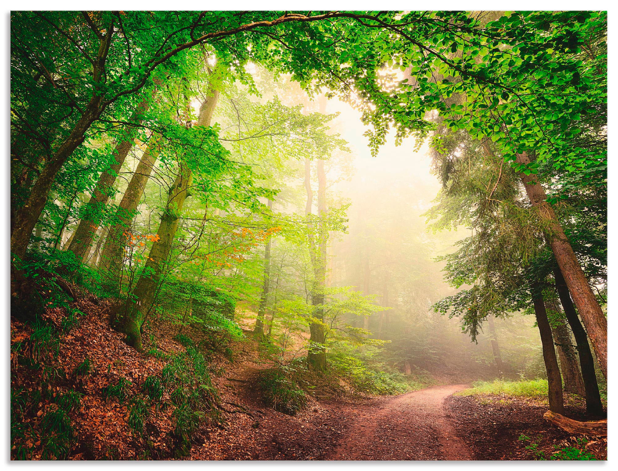 Image of Artland Wandbild "Natürliche Torbögen durch Bäume" Wald 1 Stk. tlg. als Alubild, Poster in verschied. Grössen