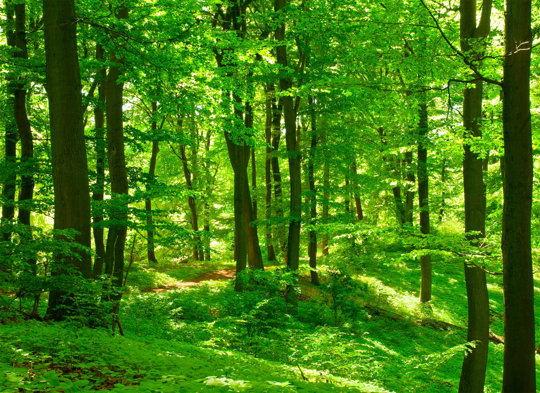 Image of Papermoon Fototapete "Forest in Spring" glatt