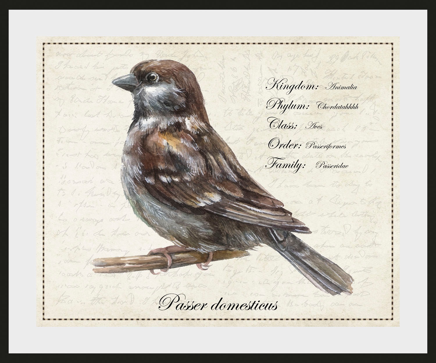 Image of queence Bild »Passer domesticus«, (1 St.) bei Ackermann Versand Schweiz