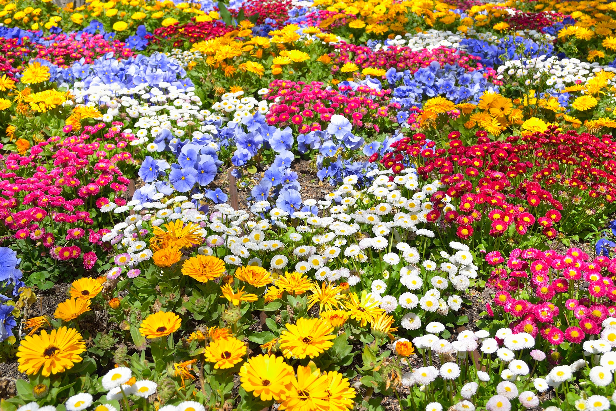 Image of Papermoon Fototapete "BLUMEN-GARTEN-WIESE PFLANZE JASMIN BLÜTEN BUNT ORCHIDEE"