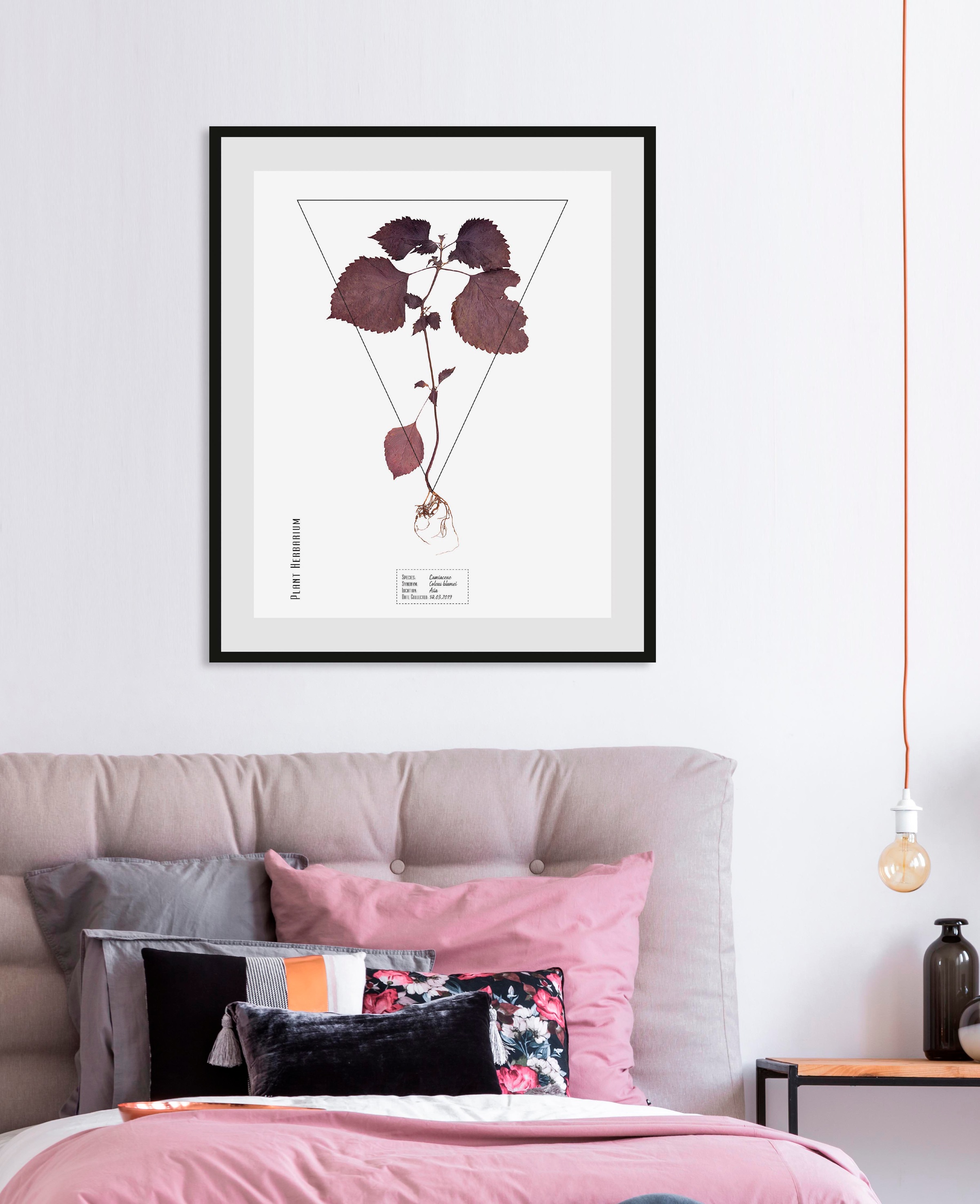 Image of queence Bild "Lamiaceae" 1 Stk. tlg.