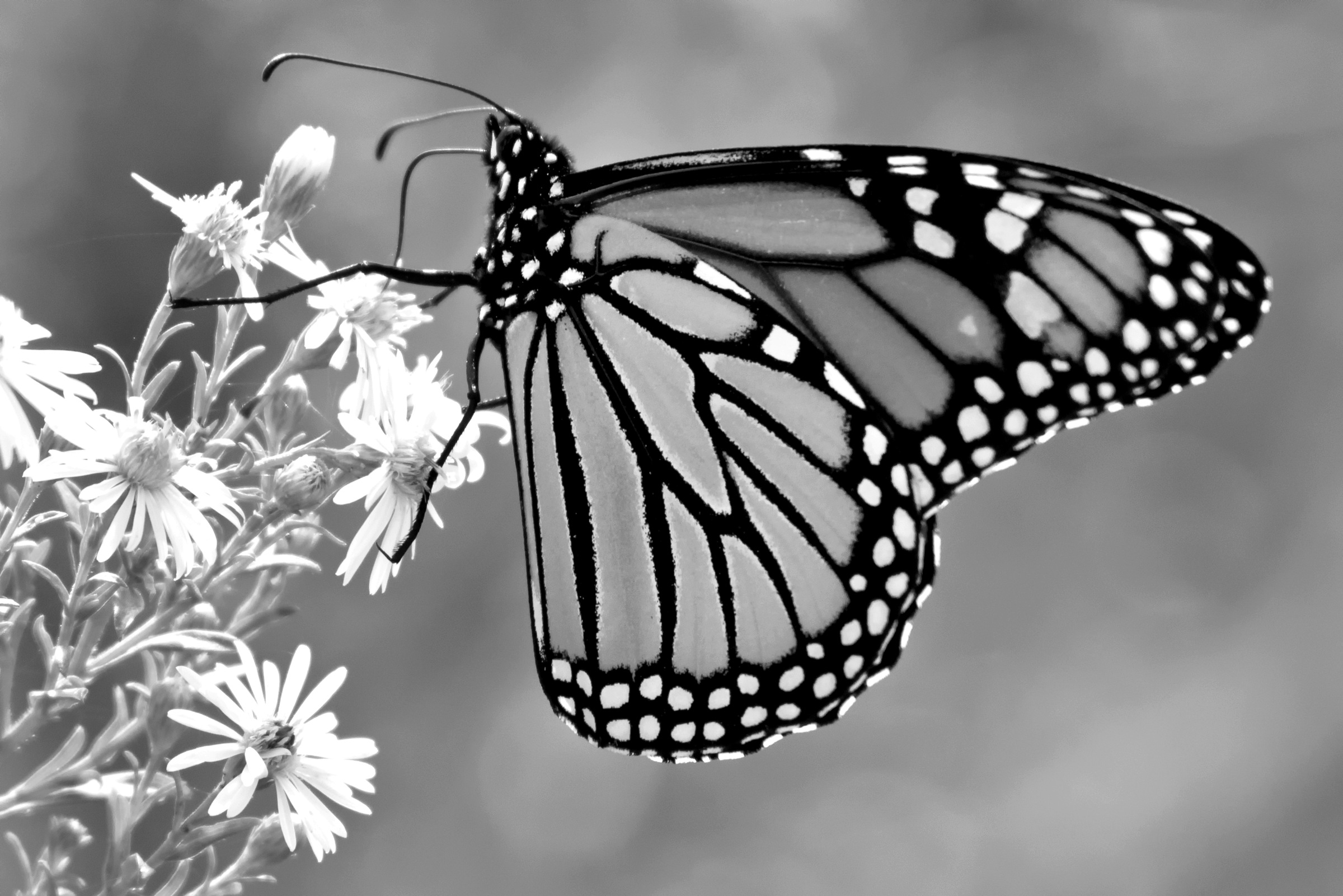 Image of Papermoon Fototapete »Schmetterling Schwarz & Weiss«, Vliestapete, hochwertiger Digitaldruck, inklusive Kleister bei Ackermann Versand Schweiz
