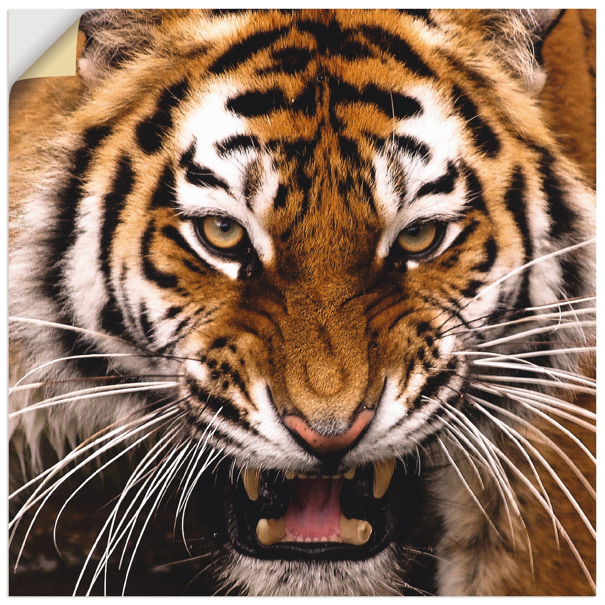 Artland Wandbild »Tiger Kopf«, Wildtiere, als Wandaufkleber versch. oder (1 Grössen Leinwandbild, Poster Alubild, in St.)