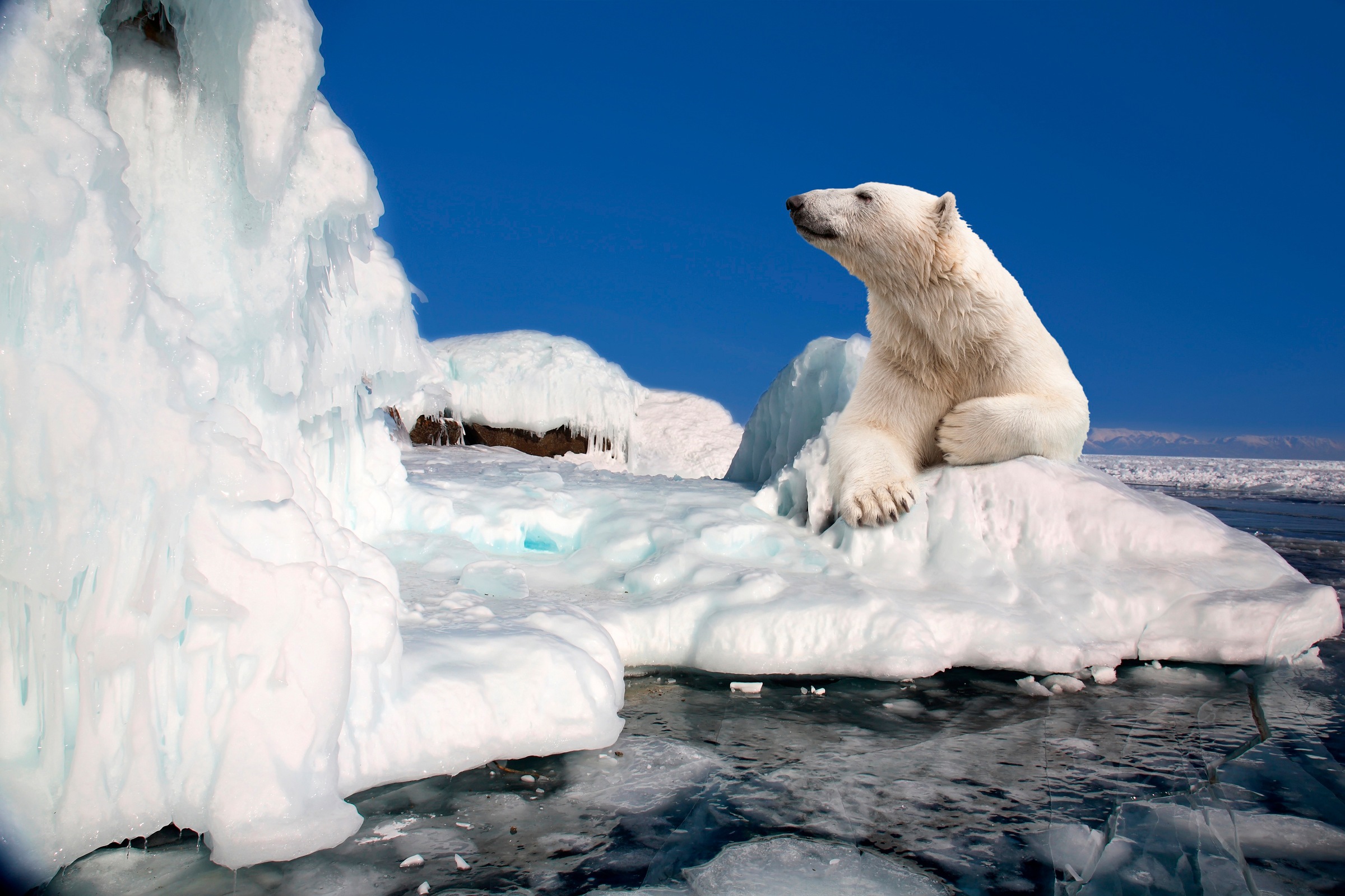 Image of Papermoon Fototapete »Polar Bear«, matt, BlueBack, 7 Bahnen, 350 x 260 cm bei Ackermann Versand Schweiz
