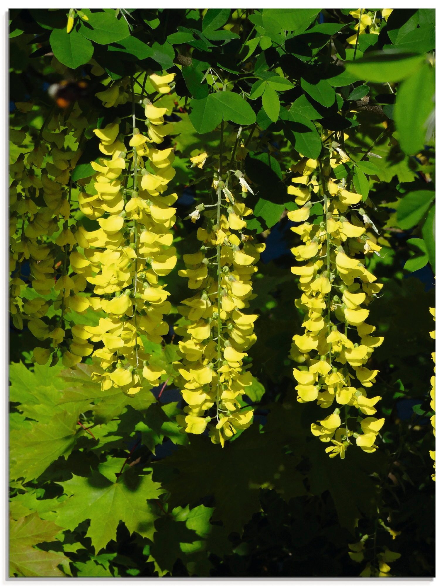 Image of Artland Glasbild »Goldregen«, Bäume, (1 St.) bei Ackermann Versand Schweiz