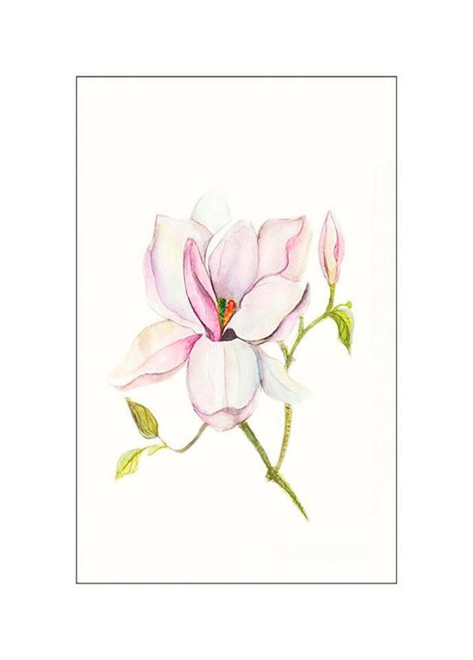 Image of Komar Bild "Magnolia Shine" Blumen 1 Stk. tlg. Wandbild zur Dekoration - ohne Rahmen