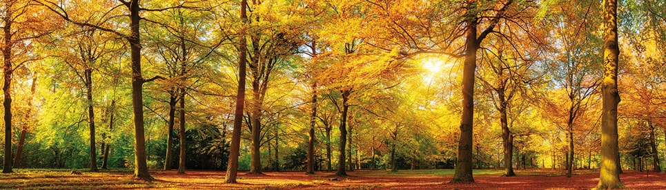 Image of Papermoon Fototapete »Autum Forrest Panorama«, matt, Vlies, 2 Bahnen, 350 x 100 cm bei Ackermann Versand Schweiz