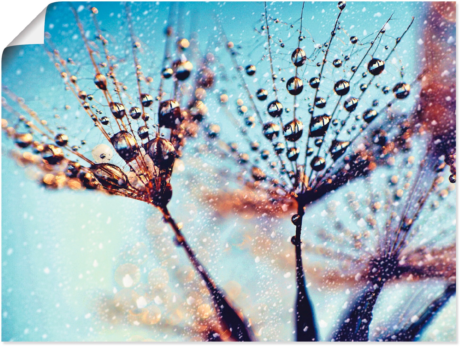 Image of Artland Wandbild »Pusteblume Regen abstrakt«, Blumen, (1 St.), in vielen Grössen & Produktarten - Alubild / Outdoorbild für den Aussenbereich, Leinwandbild, Poster, Wandaufkleber / Wandtattoo auch für Badezimmer geeignet bei Ackermann Versand Schweiz