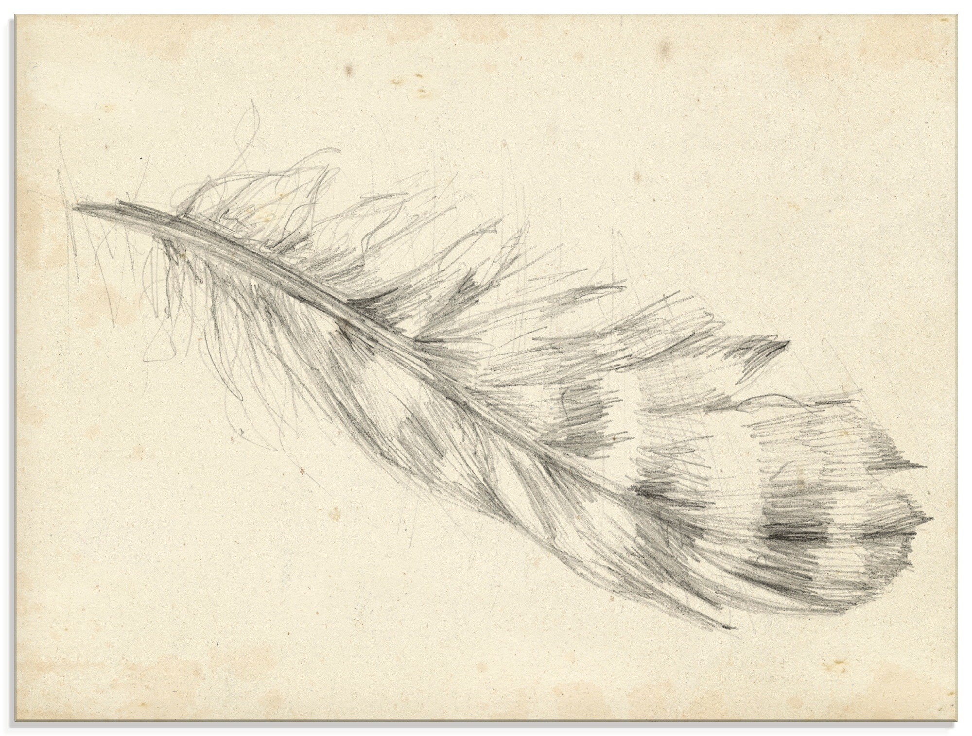 Image of Artland Glasbild »Federskizze II«, Arrangements, (1 St.) bei Ackermann Versand Schweiz