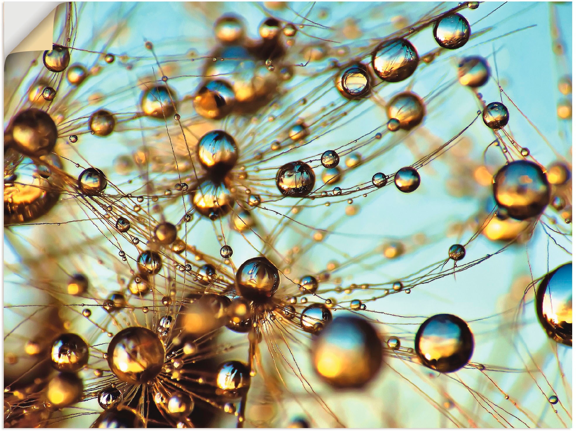 Image of Artland Wandbild »Pusteblume tausend Tropfen«, Blumen, (1 St.), in vielen Grössen & Produktarten - Alubild / Outdoorbild für den Aussenbereich, Leinwandbild, Poster, Wandaufkleber / Wandtattoo auch für Badezimmer geeignet bei Ackermann Versand Schweiz