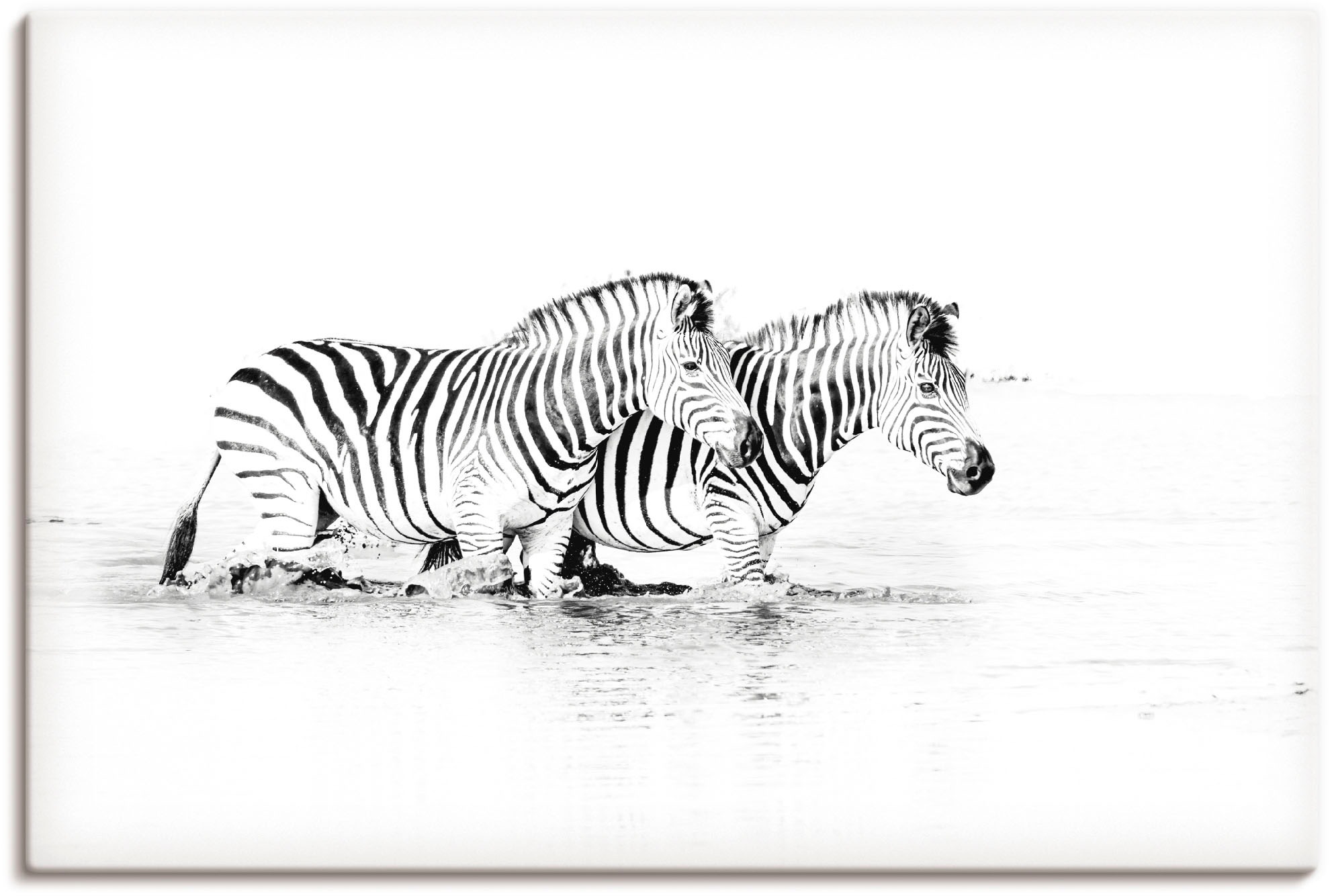 Image of Artland Wandbild »Zebras parallel im Wasser«, Zebra Bilder, (1 St.), in vielen Grössen & Produktarten - Alubild / Outdoorbild für den Aussenbereich, Leinwandbild, Poster, Wandaufkleber / Wandtattoo auch für Badezimmer geeignet bei Ackermann Versand Schwei