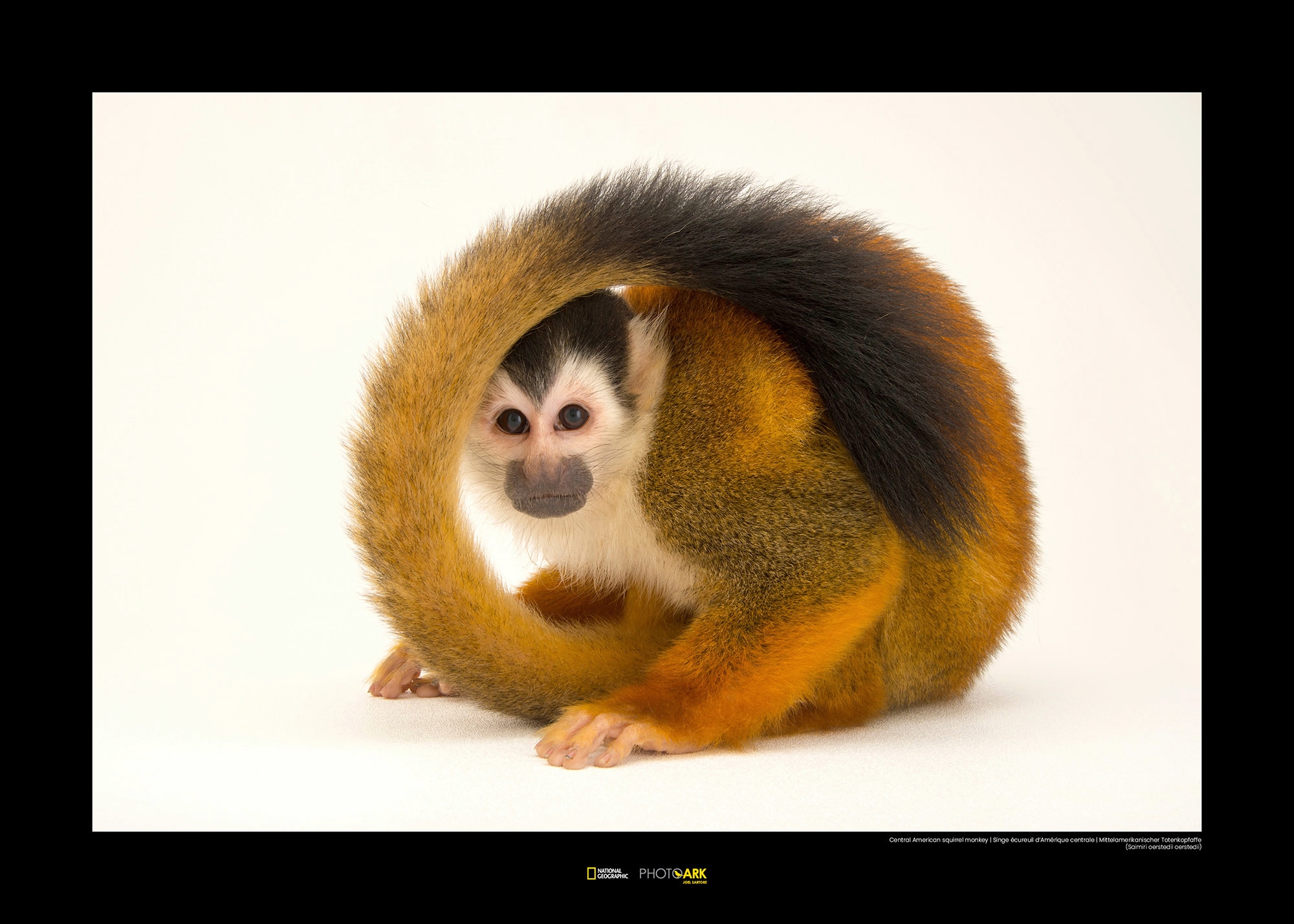 Image of Komar Poster »Central American Squirrel Monkey«, Tiere, Höhe: 40cm bei Ackermann Versand Schweiz