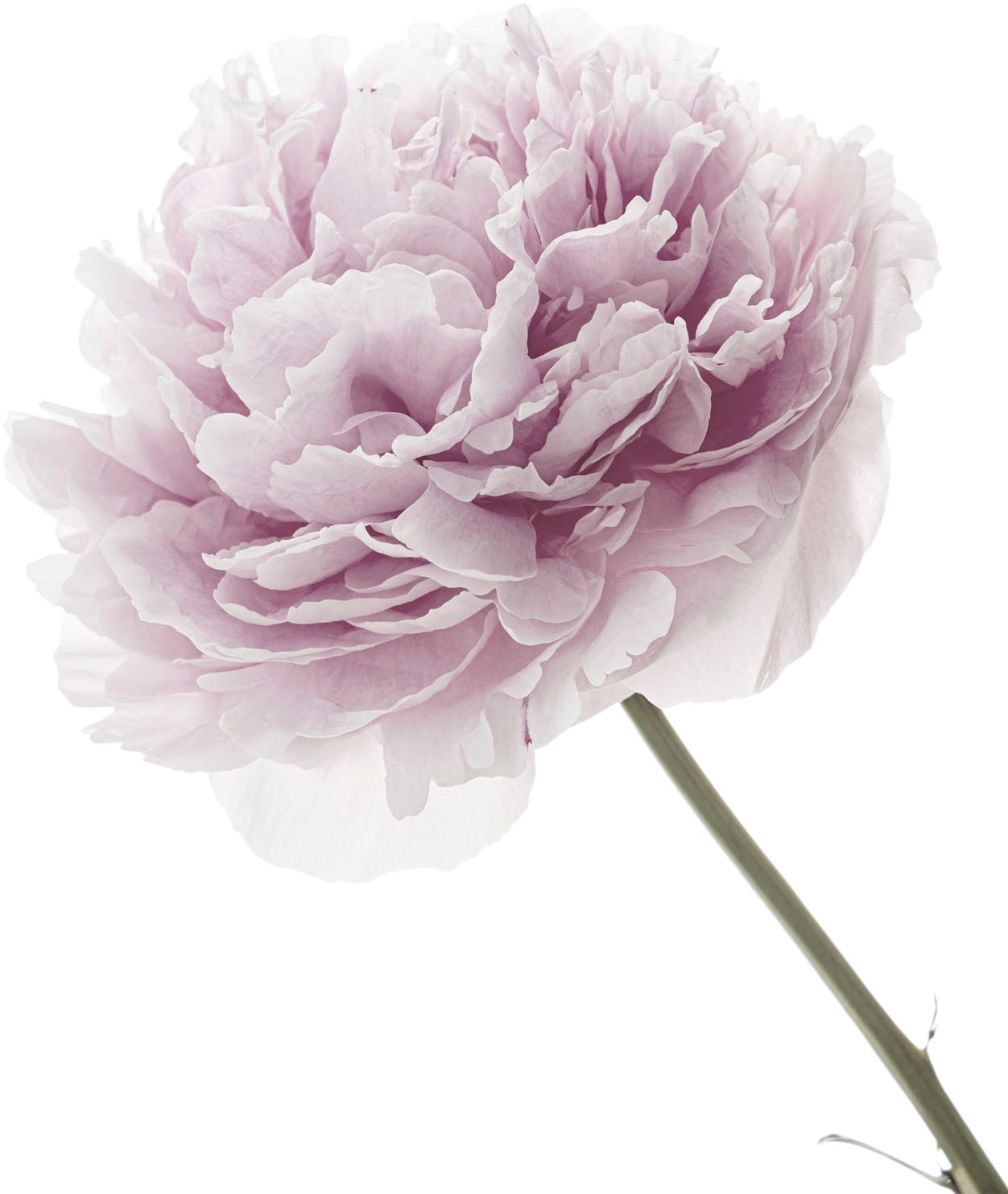 Image of queence Wandtattoo "Anna" Wandbild, Sticker, rosa, Blume, Blüte, selbstklebend