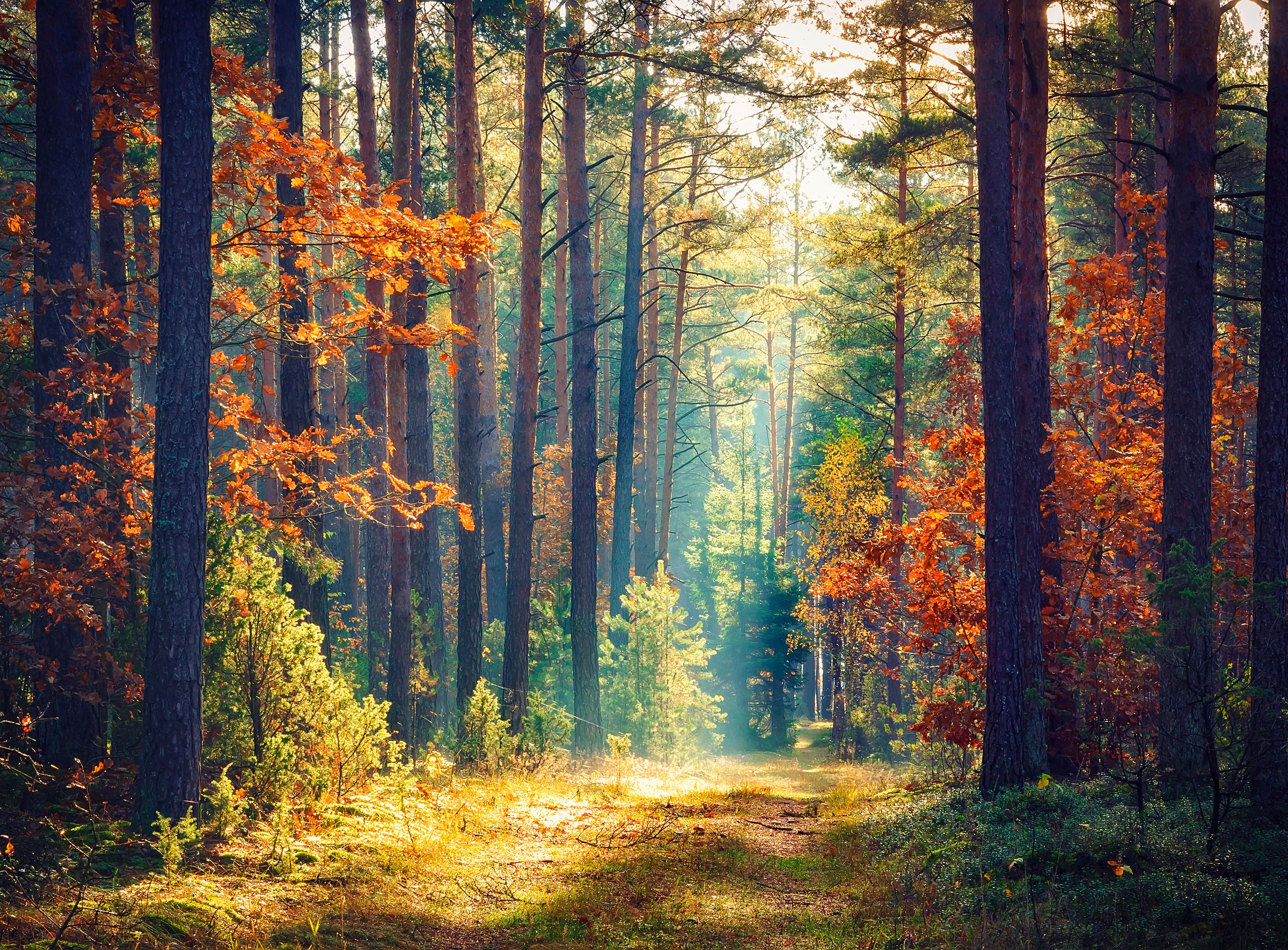 Image of Papermoon Fototapete "Autumn Forest Sun Rays" glatt