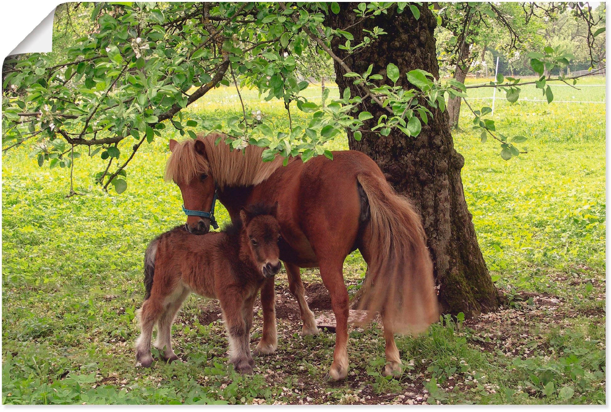 Image of Artland Wandbild "Pony - Mutterglück" Haustiere 1 Stk. tlg. als Leinwandbild, Poster in verschied. Grössen