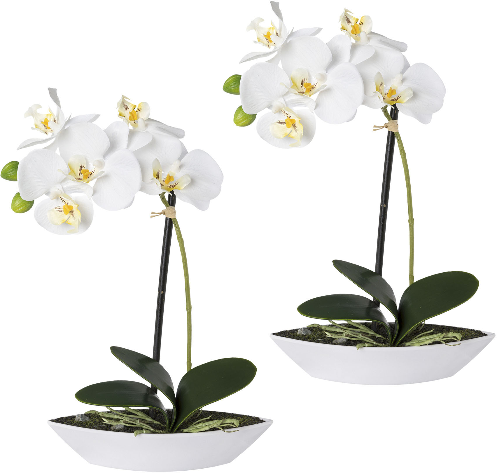 green »Phalaenopsis« kaufen Kunstorchidee Creativ