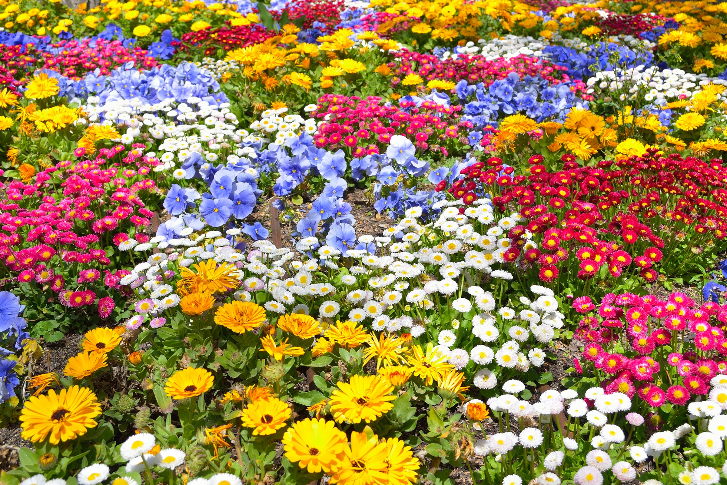 Image of Papermoon Fototapete »BLUMEN-GARTEN-WIESE PFLANZE JASMIN BLÜTEN BUNT ORCHIDEE«, Vliestapete, hochwertiger Digitaldruck, inklusive Kleister bei Ackermann Versand Schweiz