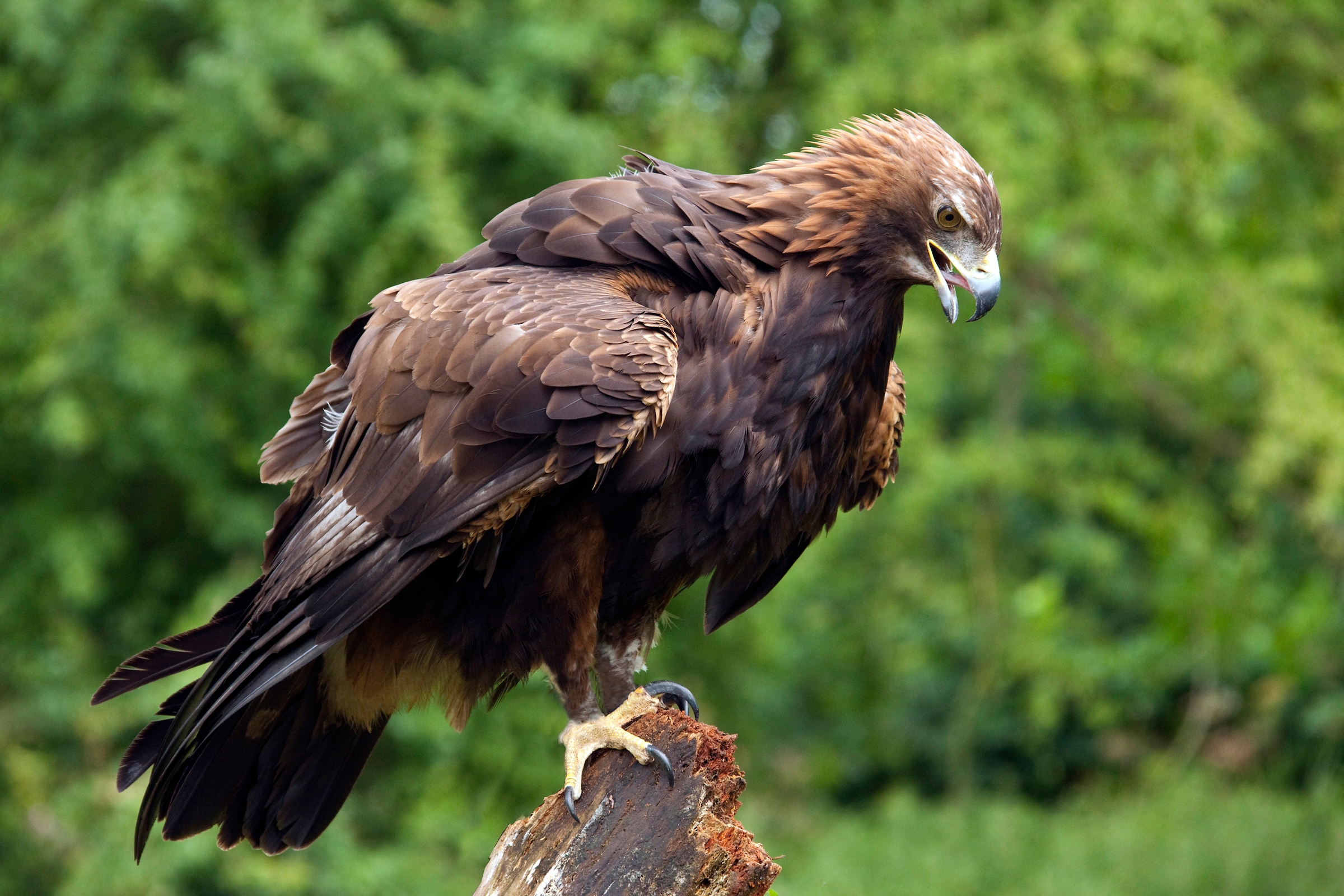 Image of Papermoon Fototapete "GOLDENER ADLER-STEINADLER HIGHLAND SCHOTTLAND VOGEL"
