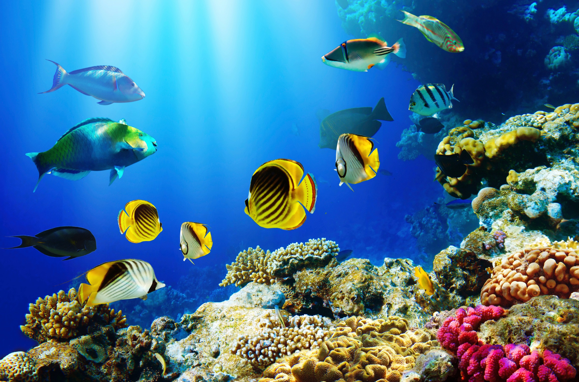 Image of Papermoon Fototapete "UNTERWASSER-WELT-FISCHE KORALLE SEE MEER TIERE OZEAN"