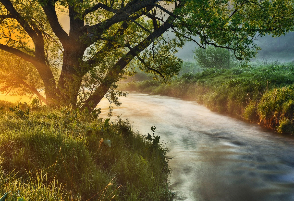 Image of Papermoon Fototapete "Fluss am Baum"