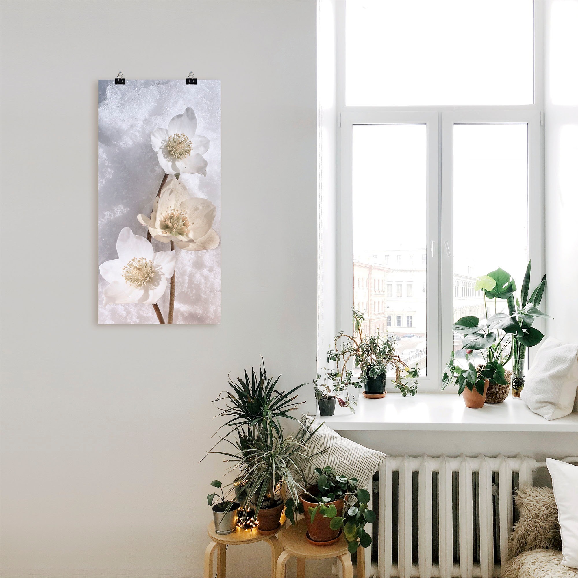 Artland Wandbild »Christrose im Schnee«, Blumen, (1 St.), als Leinwandbild, Poster in verschied. Grössen