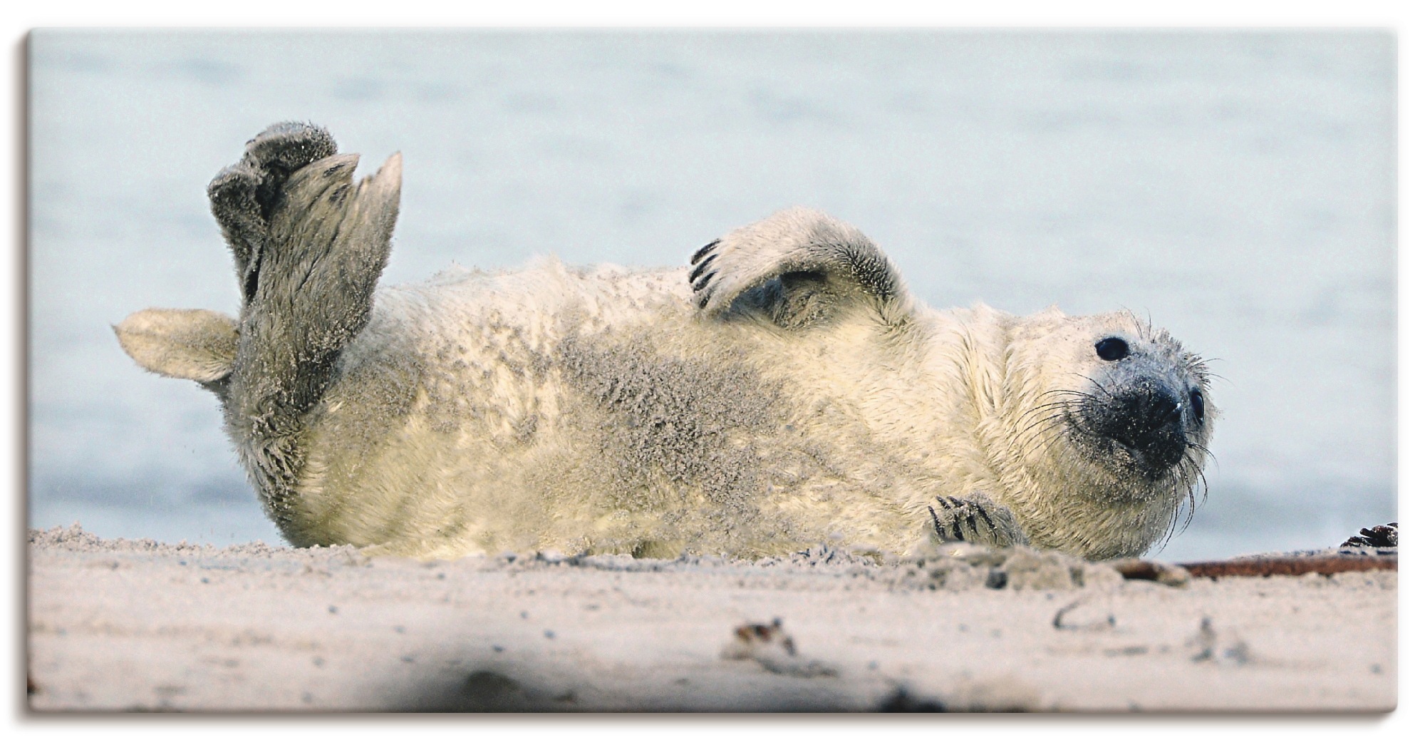 Image of Artland Wandbild »Kegelrobben-Baby II«, Wassertiere, (1 St.), in vielen Grössen & Produktarten - Alubild / Outdoorbild für den Aussenbereich, Leinwandbild, Poster, Wandaufkleber / Wandtattoo auch für Badezimmer geeignet bei Ackermann Versand Schweiz