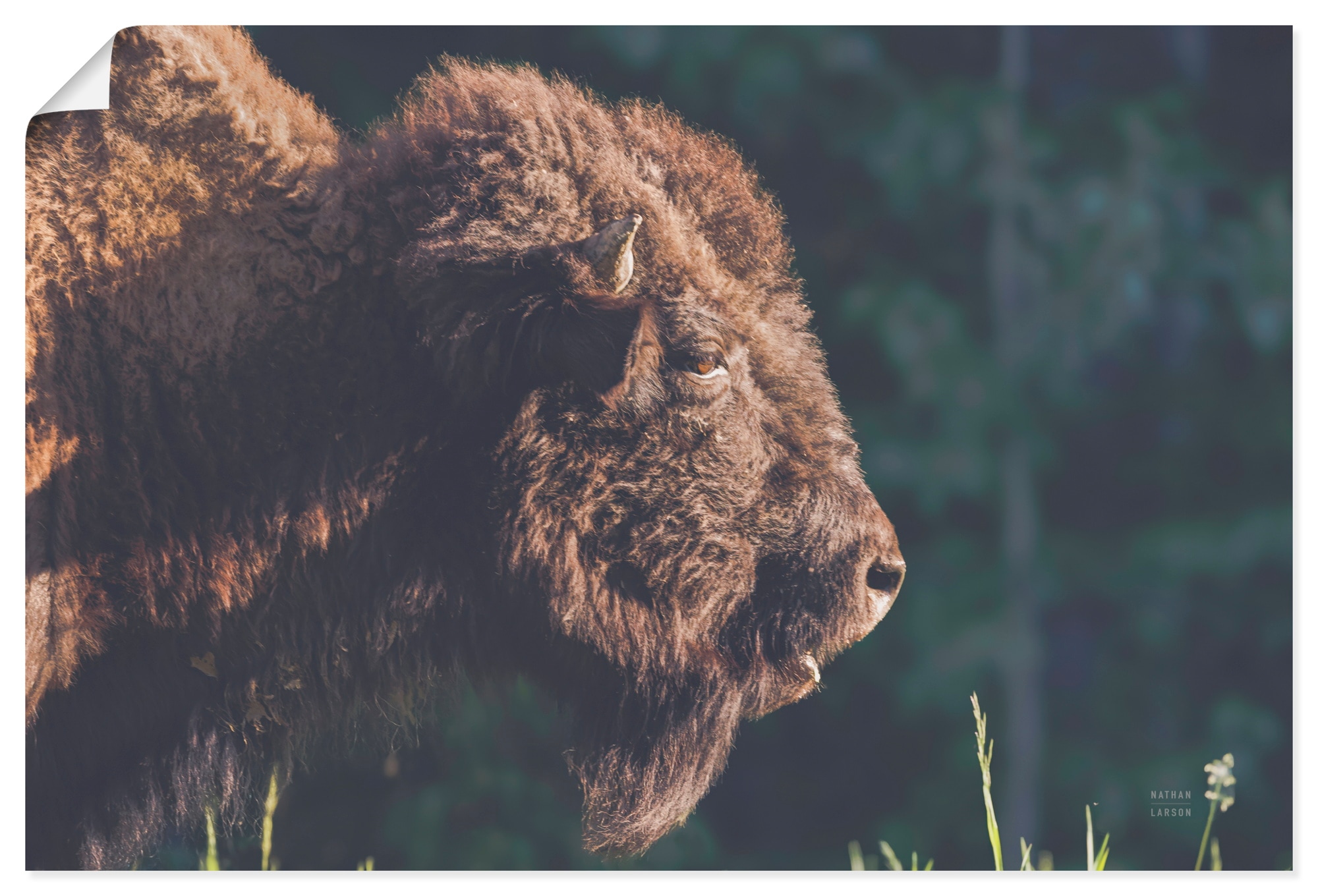 Image of Artland Wandbild "Bison Meditation" Wildtiere 1 Stk. tlg. als Alubild, Leinwandbild, Poster, Wandaufkleber in verschied. Grössen