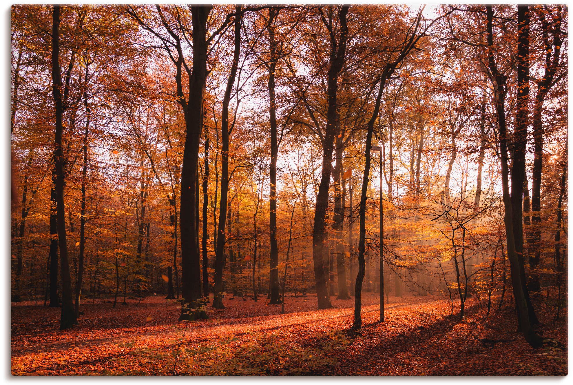 Image of Artland Leinwandbild "Sonnenaufgang im Herbst II" Wald 1 Stk. tlg. auf Holzrahmen gespannt