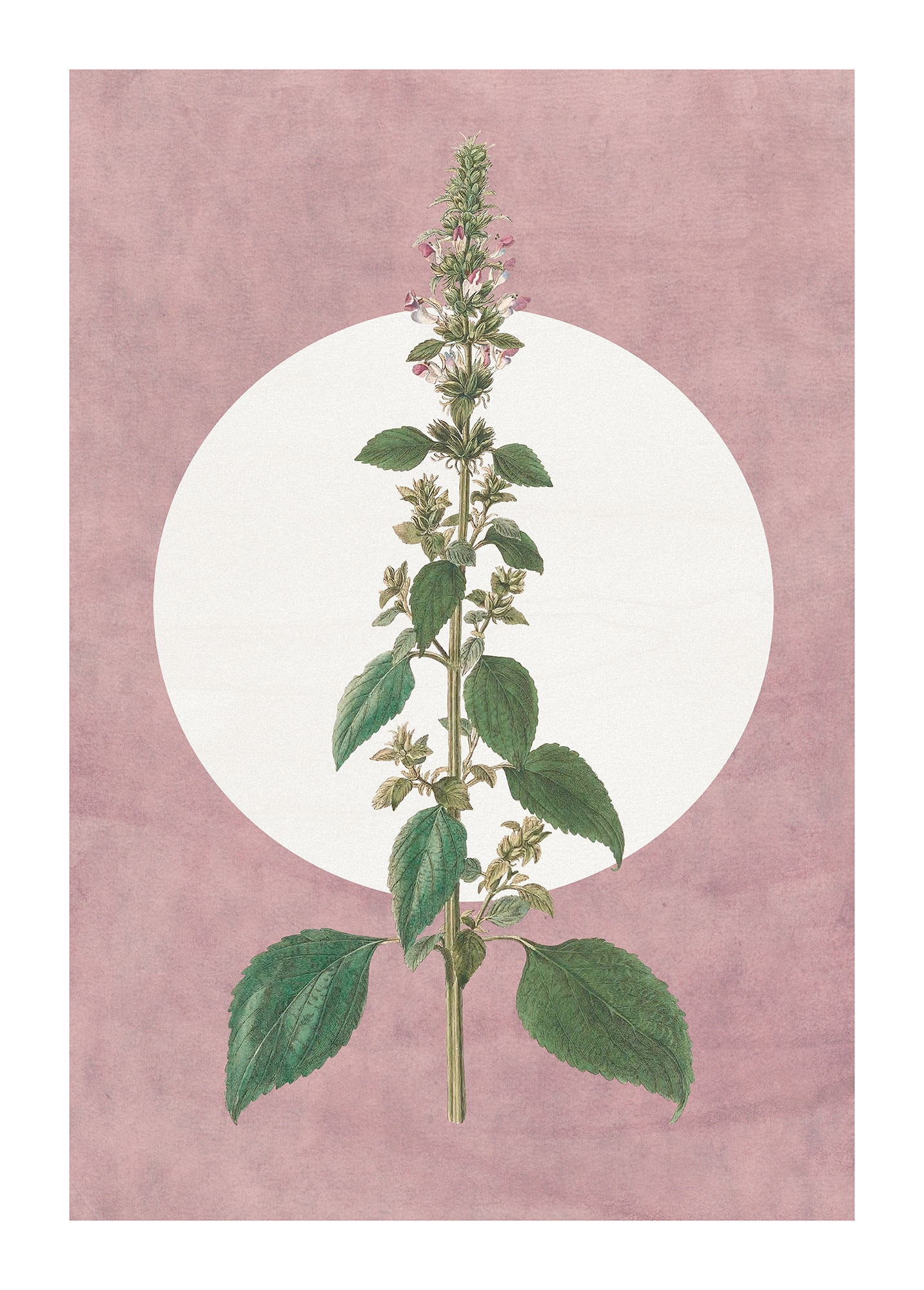 Image of Komar Bild "Menthe en Croissance" Natur 1 Stk. tlg. Wandbild zur Dekoration - ohne Rahmen