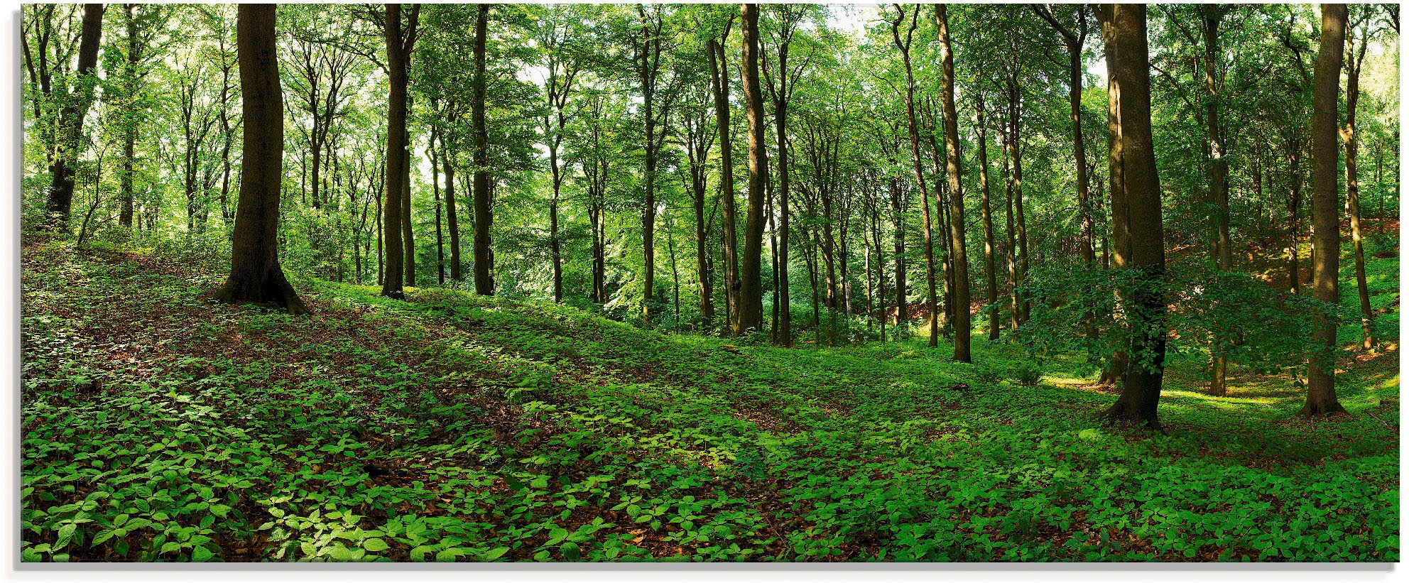 Image of Artland Glasbild "Panorama von einem grünen Sommerwald" Wald 1 Stk. tlg. in verschiedenen Grössen