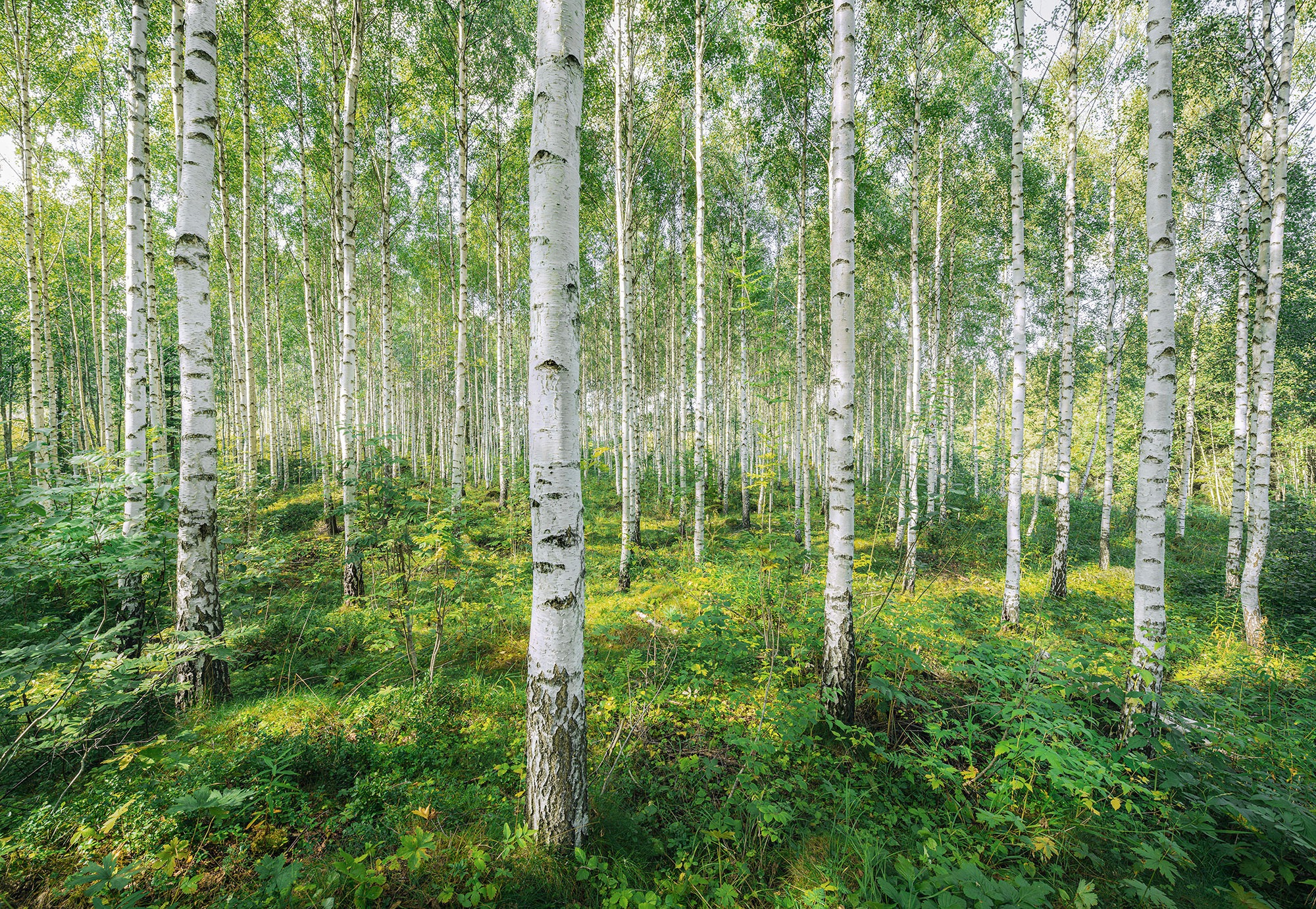 Image of Komar Fototapete "Sunny Day - Grösse 368 x 254 cm" bedruckt glatt Wohnzimmer, Schlafzimmer