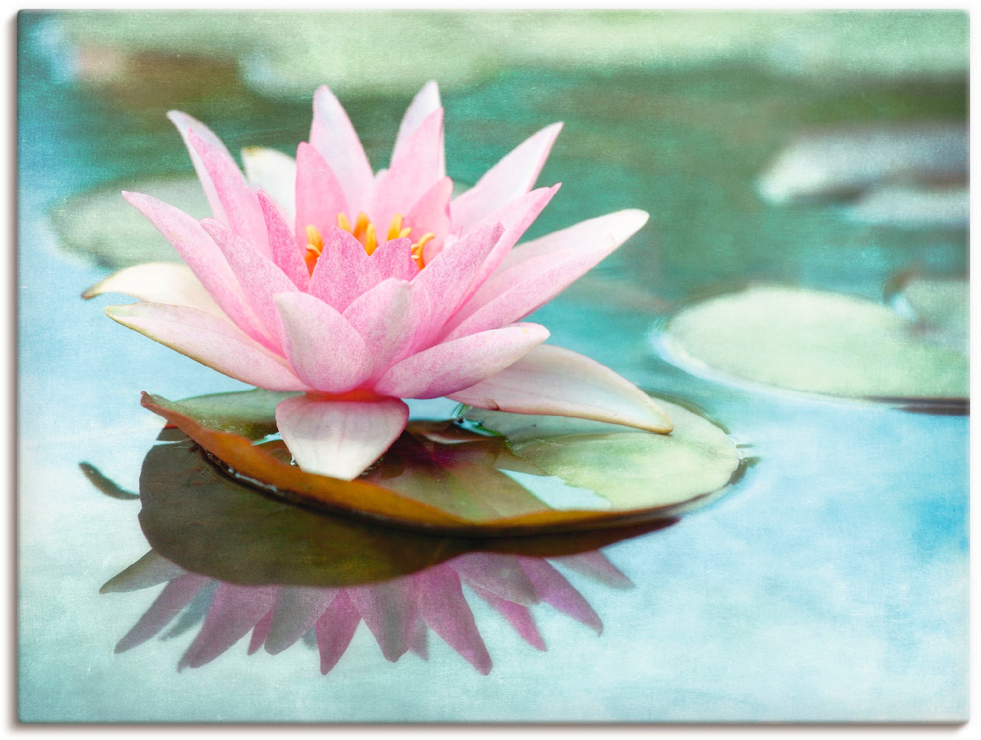 Image of Artland Wandbild »Rosa Seerose«, Blumen, (1 St.), in vielen Grössen & Produktarten -Leinwandbild, Poster, Wandaufkleber / Wandtattoo auch für Badezimmer geeignet bei Ackermann Versand Schweiz