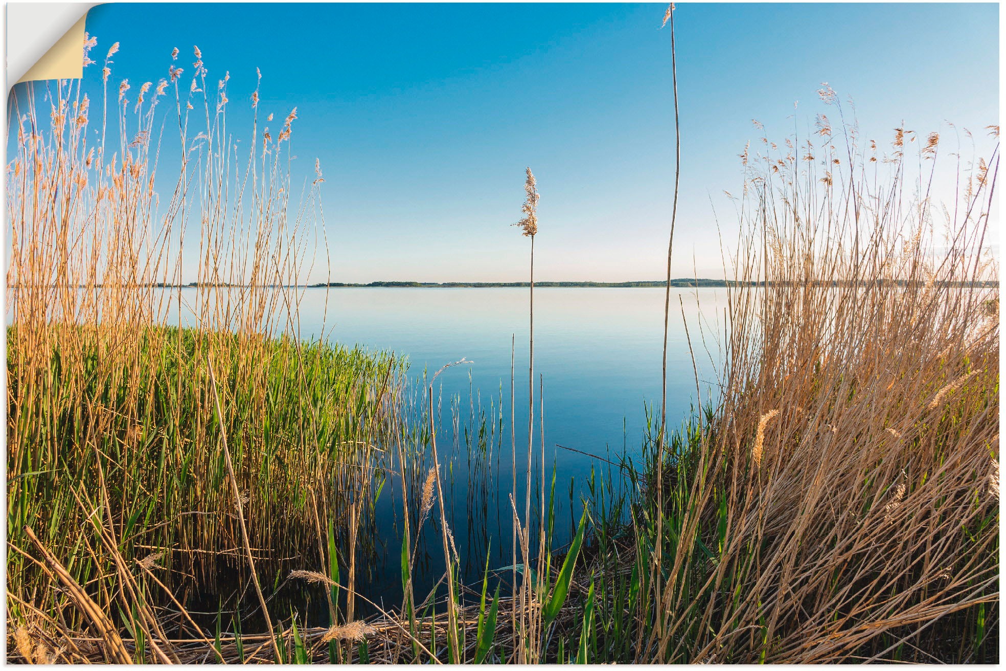 Image of Artland Wandbild »Achterwasser Insel Usedom«, Küste, (1 St.), in vielen Grössen & Produktarten - Alubild / Outdoorbild für den Aussenbereich, Leinwandbild, Poster, Wandaufkleber / Wandtattoo auch für Badezimmer geeignet bei Ackermann Versand Schweiz