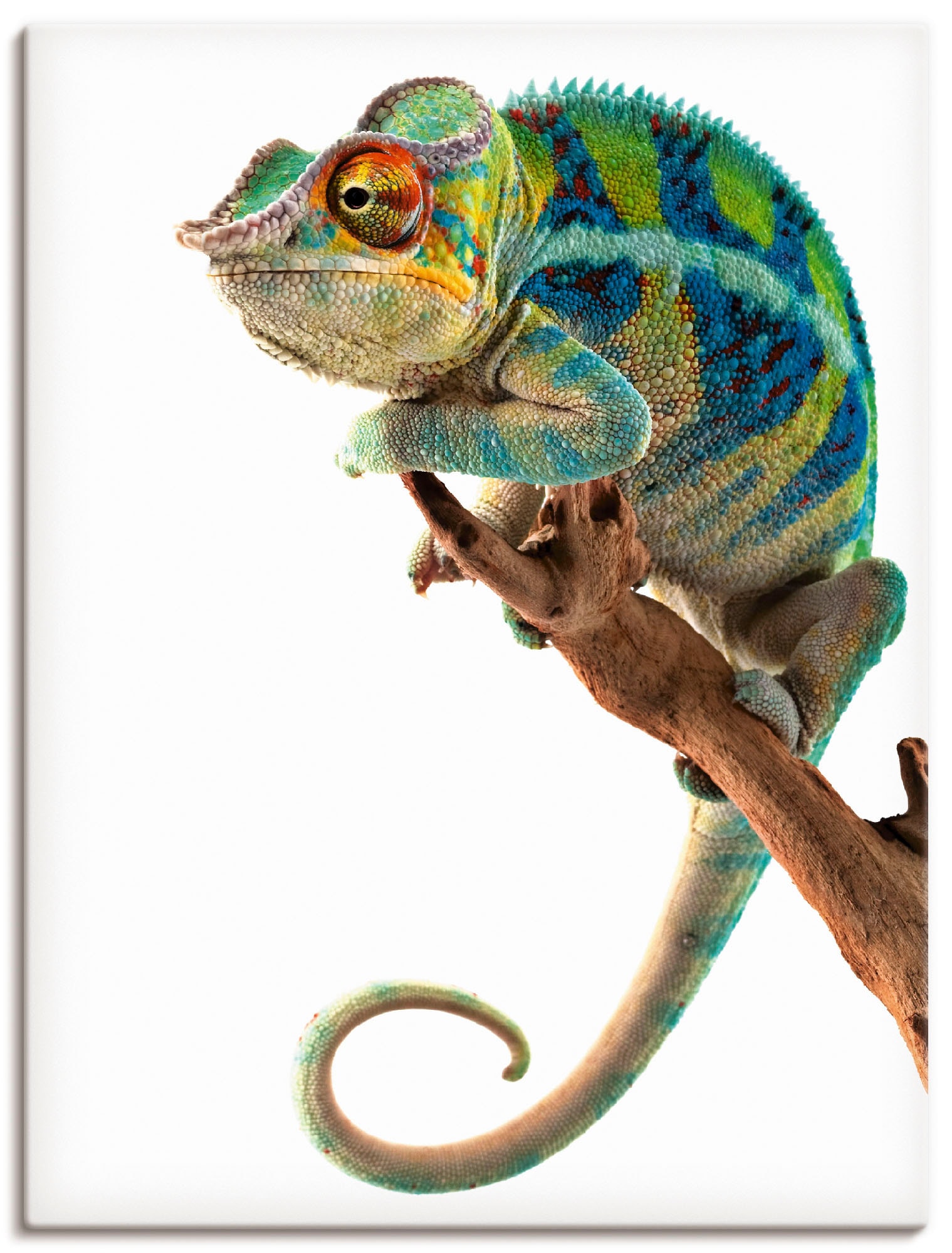 Image of Artland Leinwandbild "Ambanja Panther Chamäleon" Reptilien 1 Stk. tlg. auf Holzrahmen gespannt