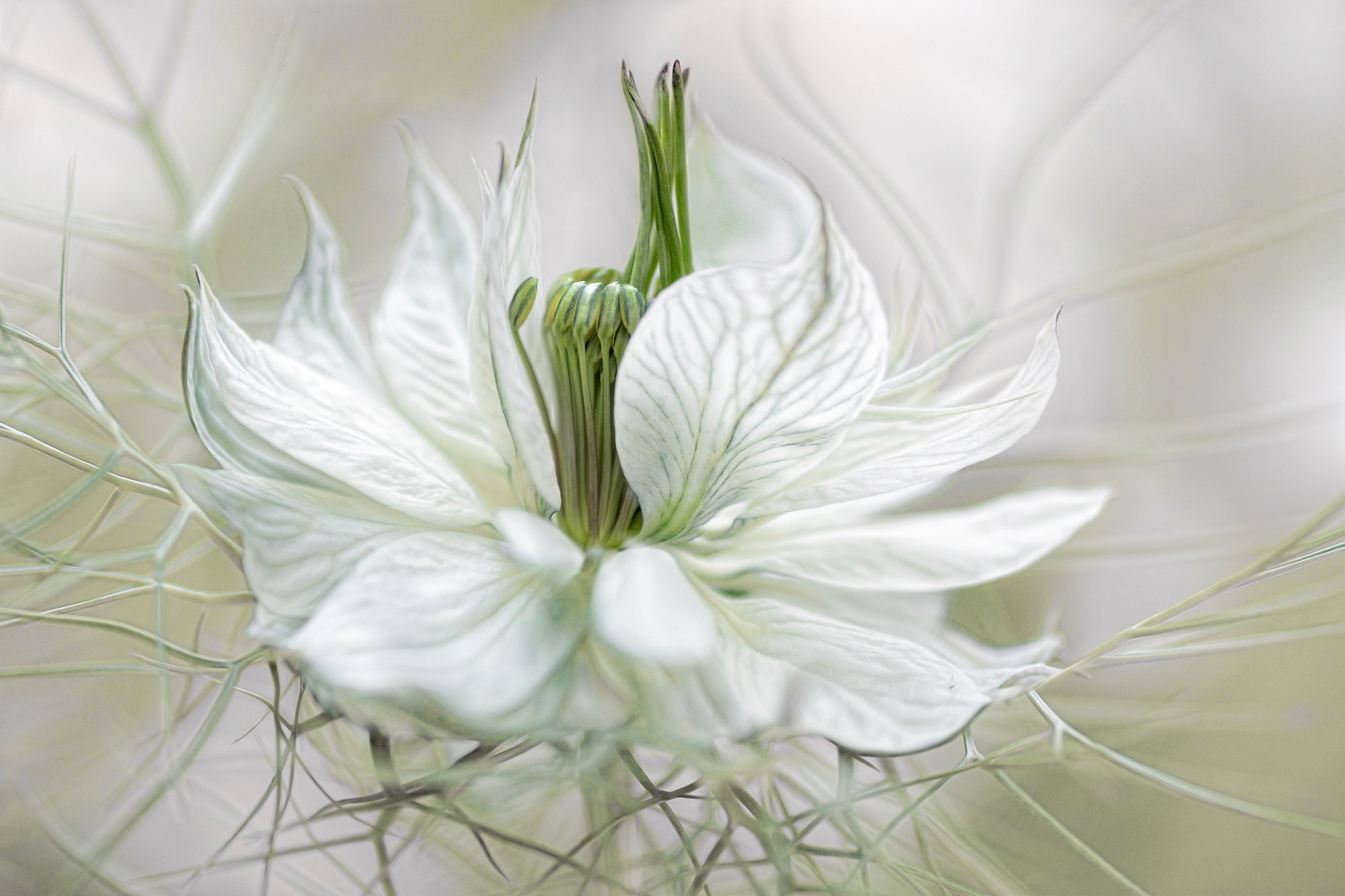 Image of Papermoon Fototapete »Photo-Art MANDY DISHER, NIGELLA«, Vliestapete, hochwertiger Digitaldruck, inklusive Kleister bei Ackermann Versand Schweiz